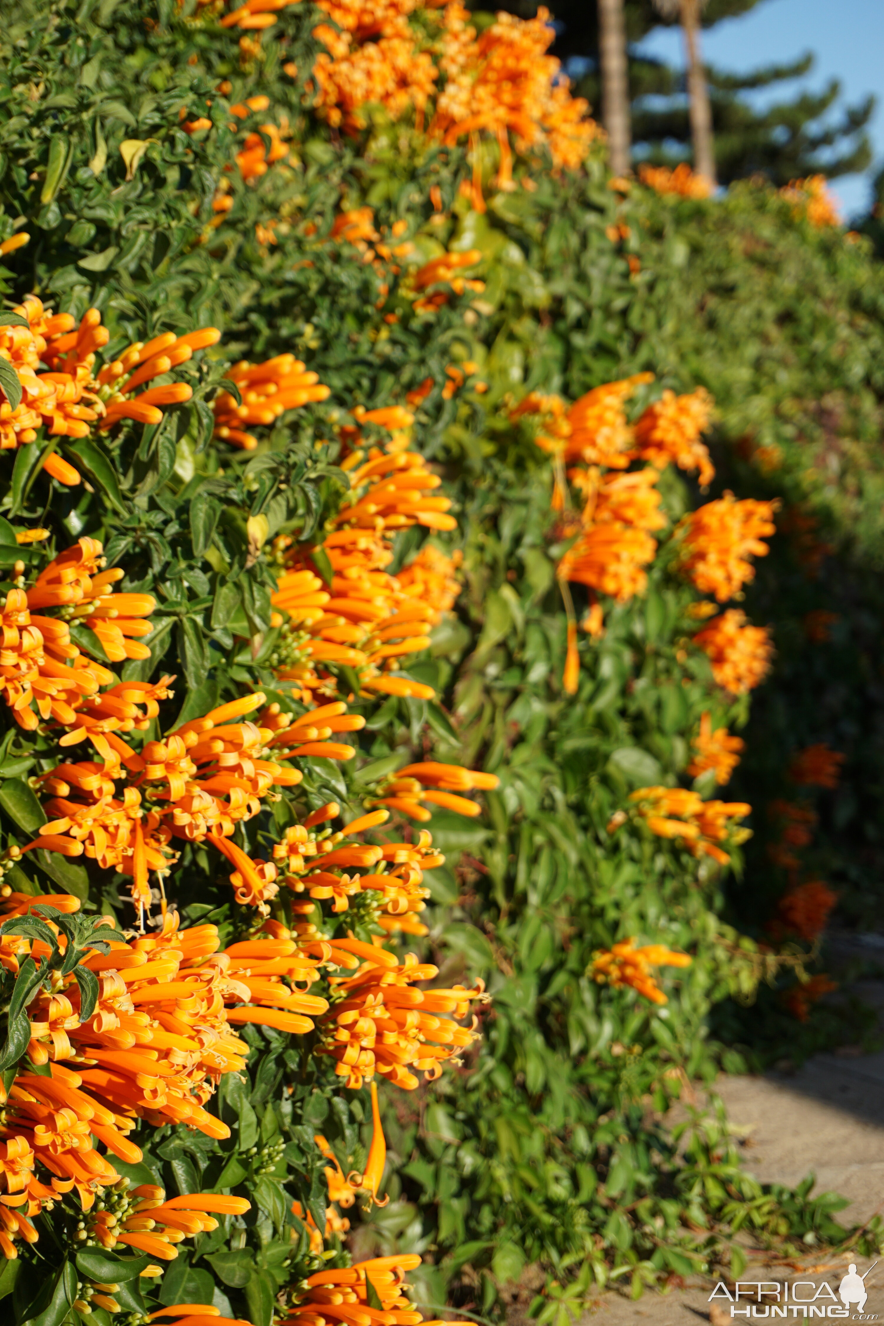 Honeysuckle Bush in the streets of Windhoek Namibia