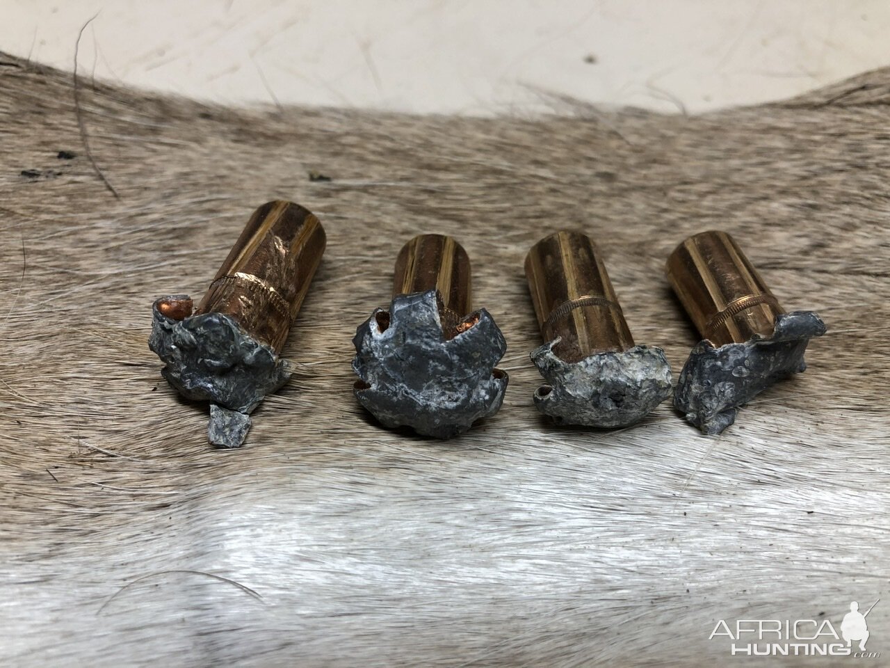 Hornady DGX Bullet Performance