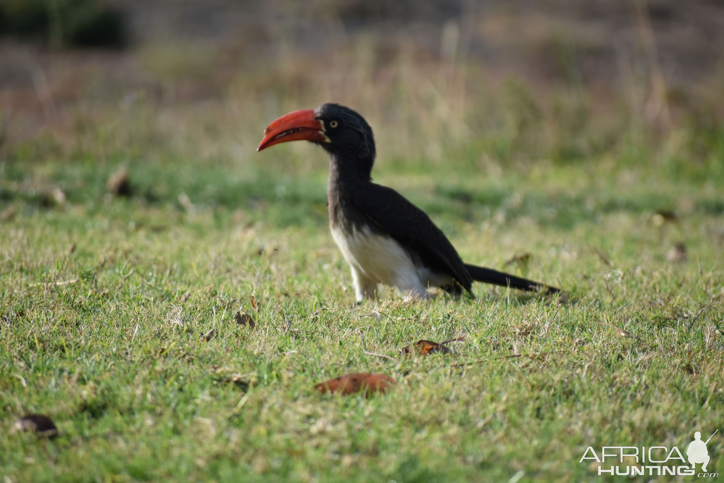 Hornbill