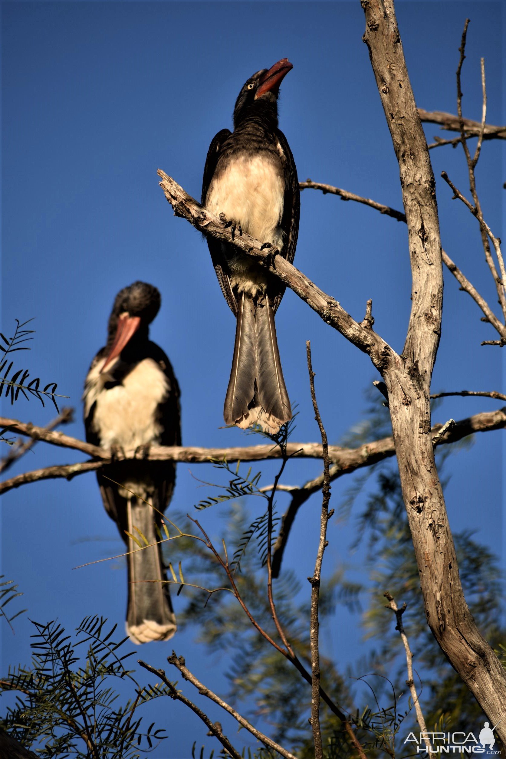 Hornbill