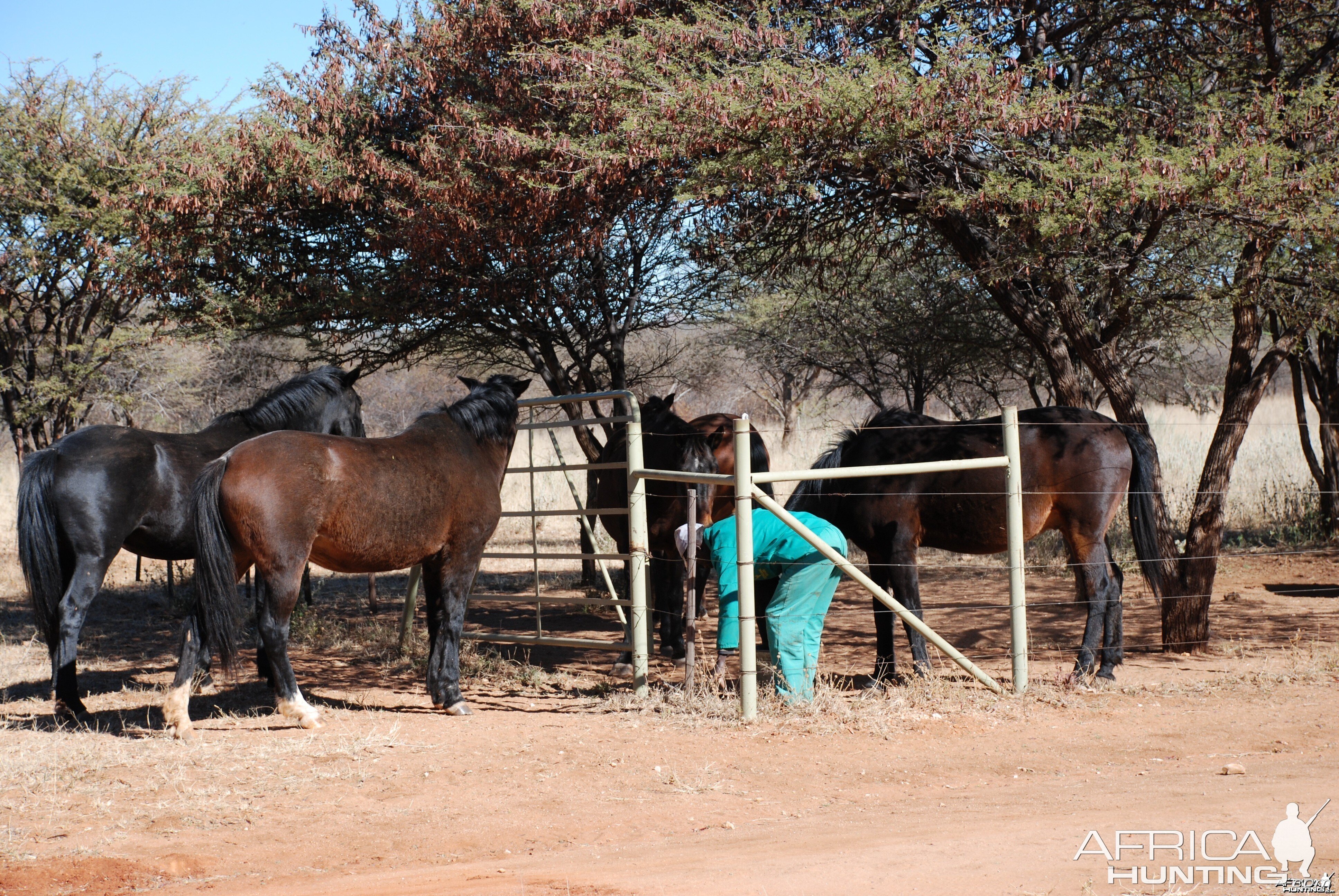 Horses