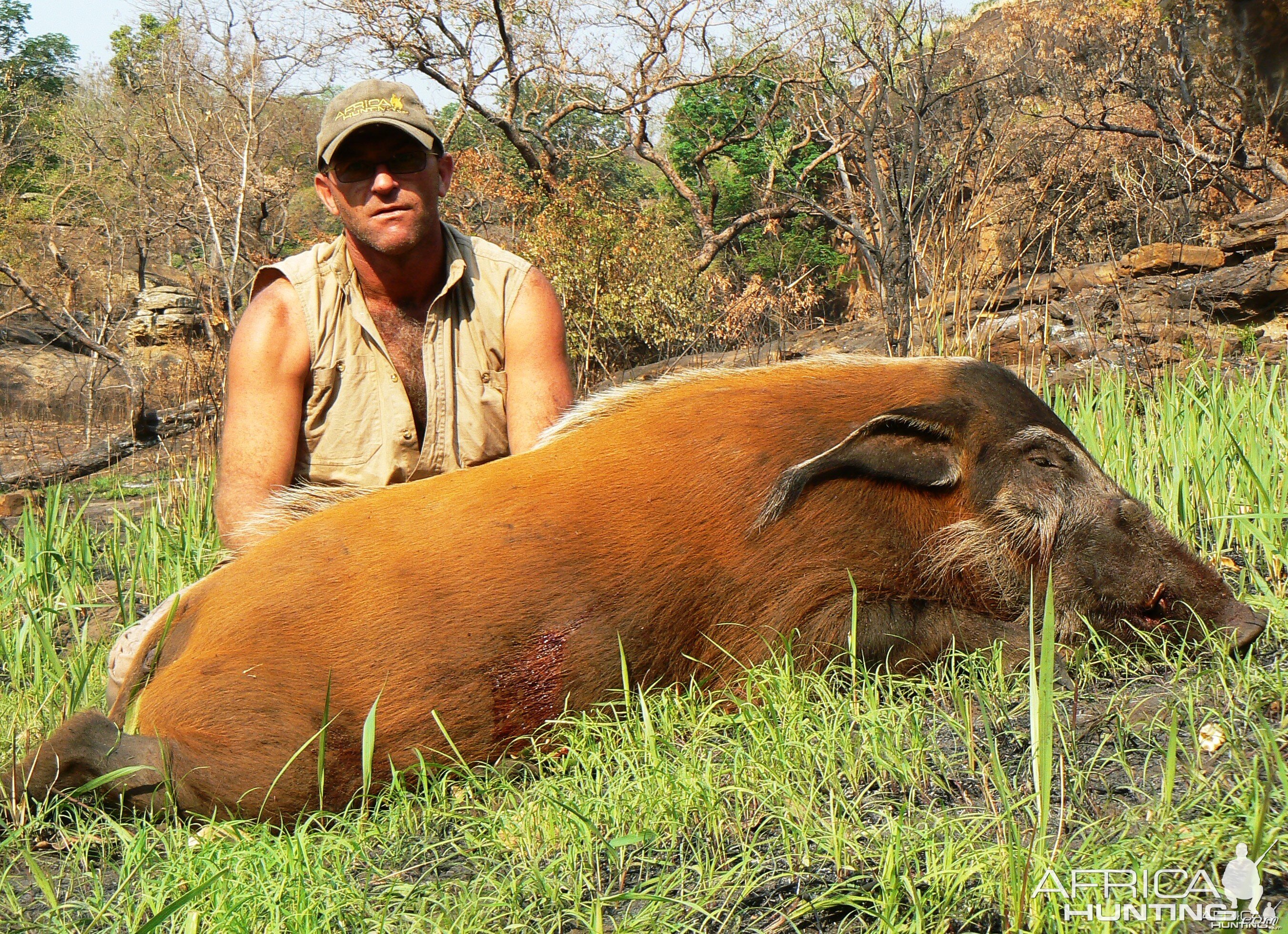 Huge 102 kg red river hog taken in CAR