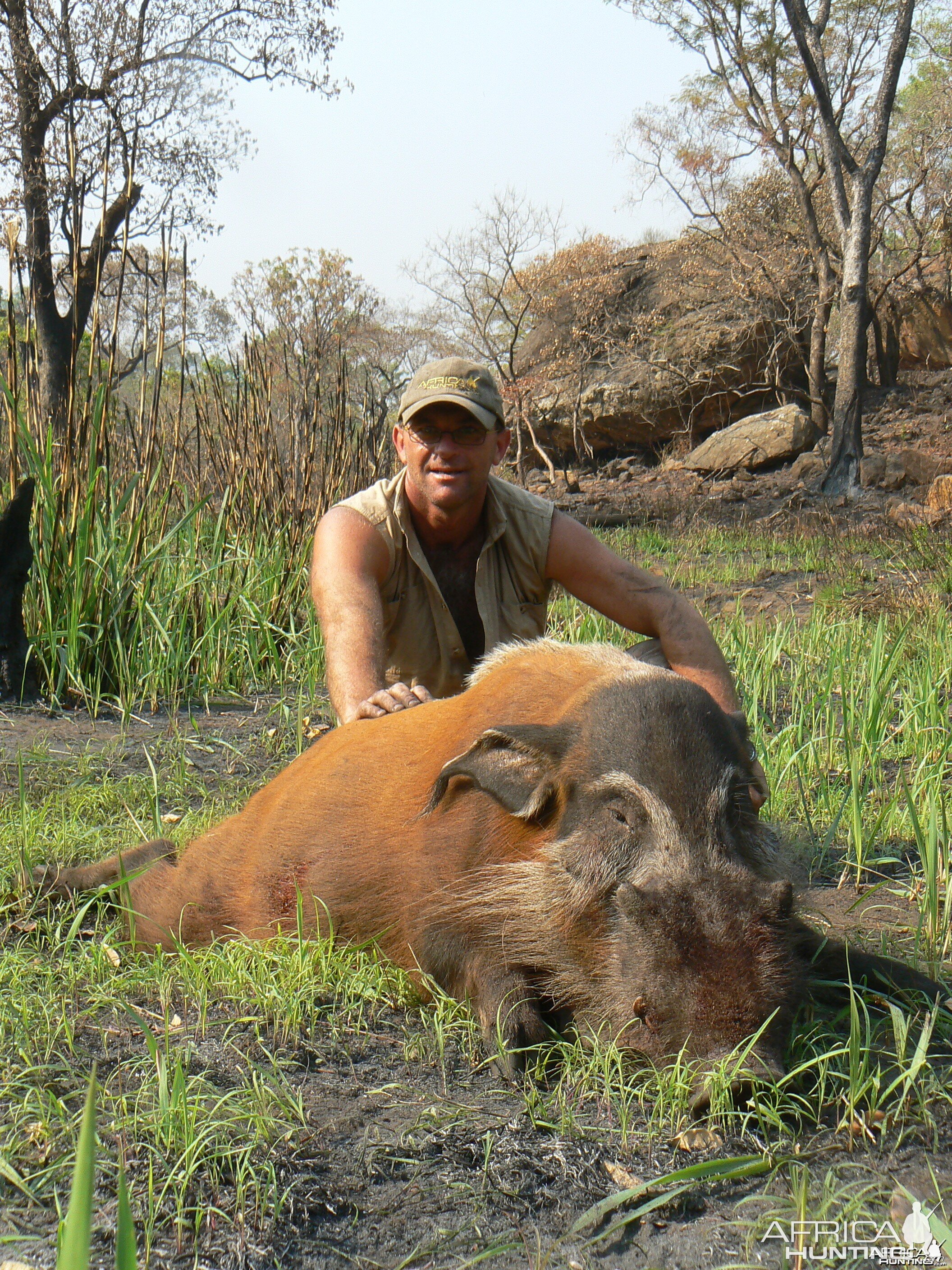 Huge 102 kg red river hog taken in CAR