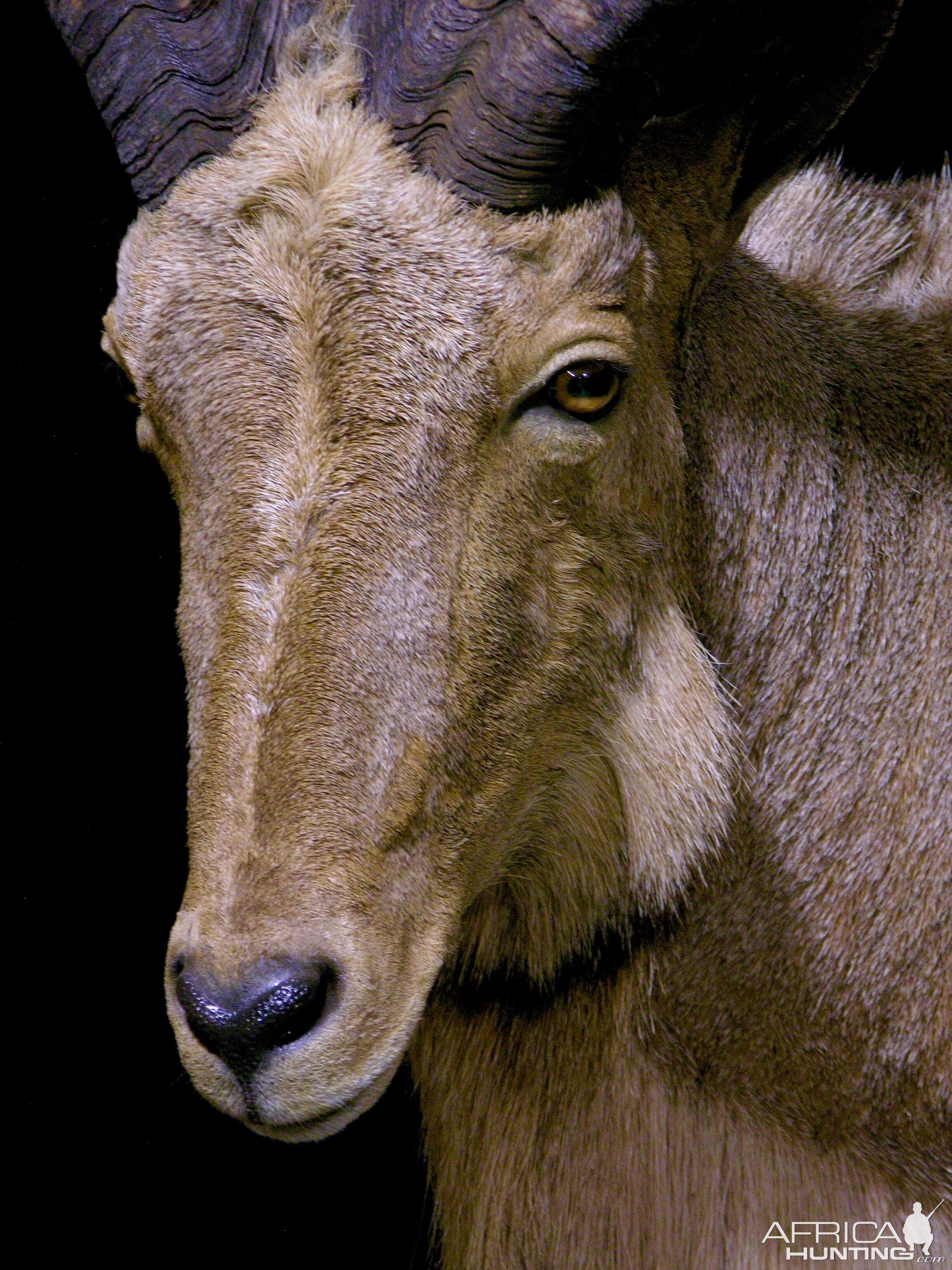 Huge Aoudad Life-size Taxidermy Full Mount