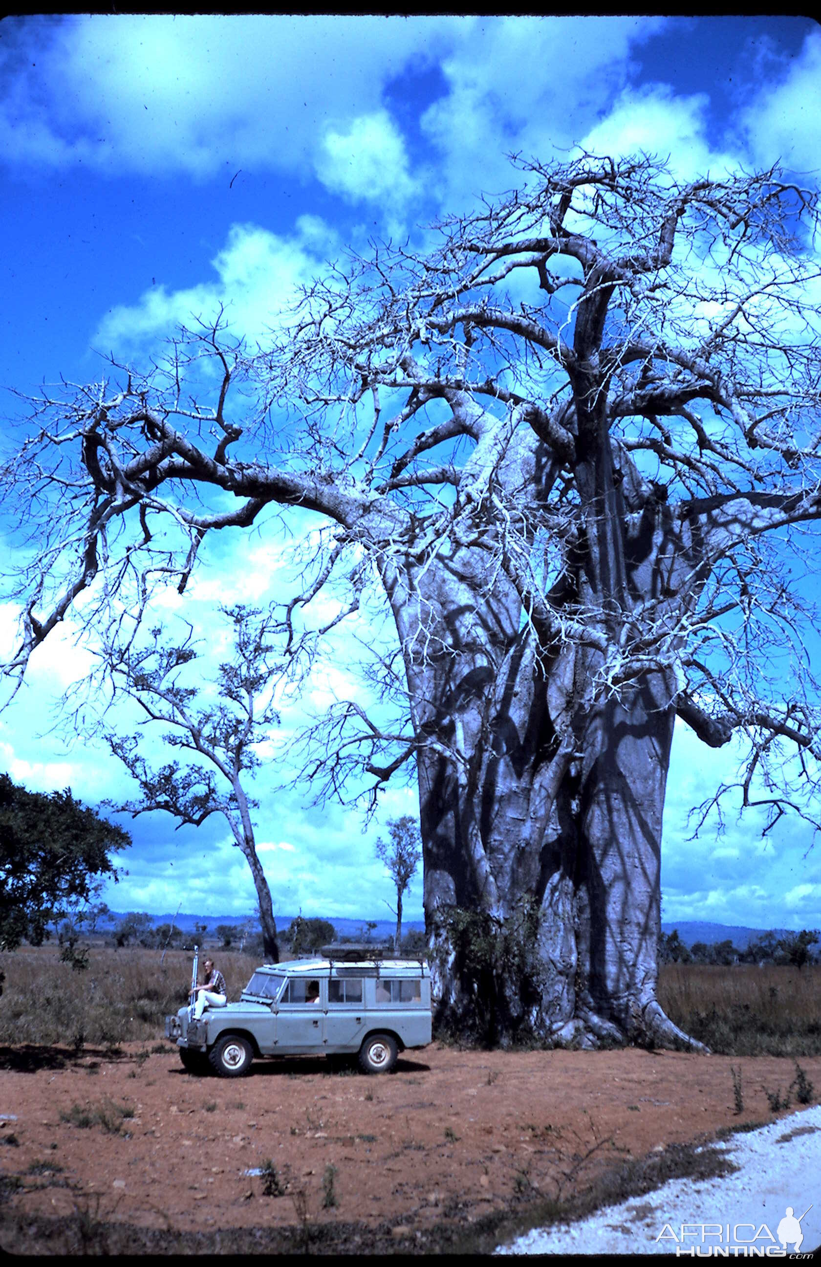 Huge Boabab Tree