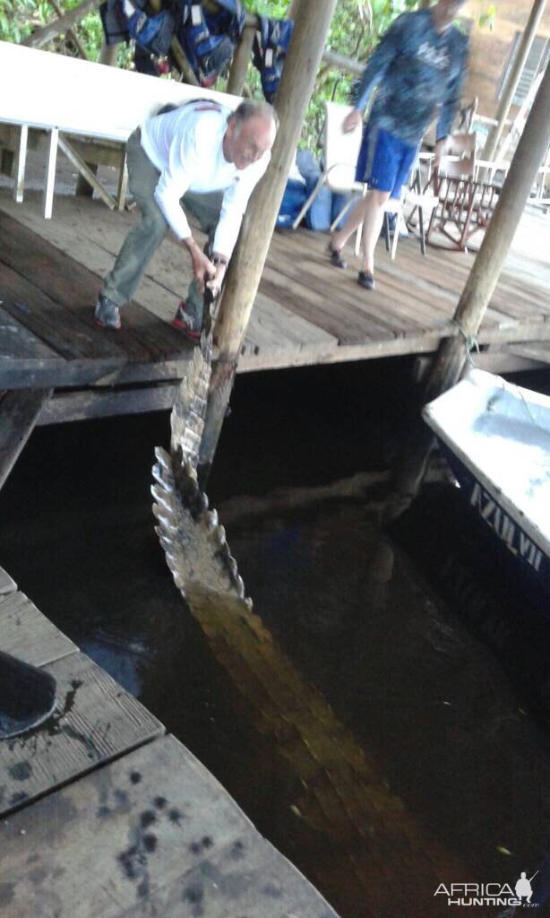 Huge croc that hung around the dock