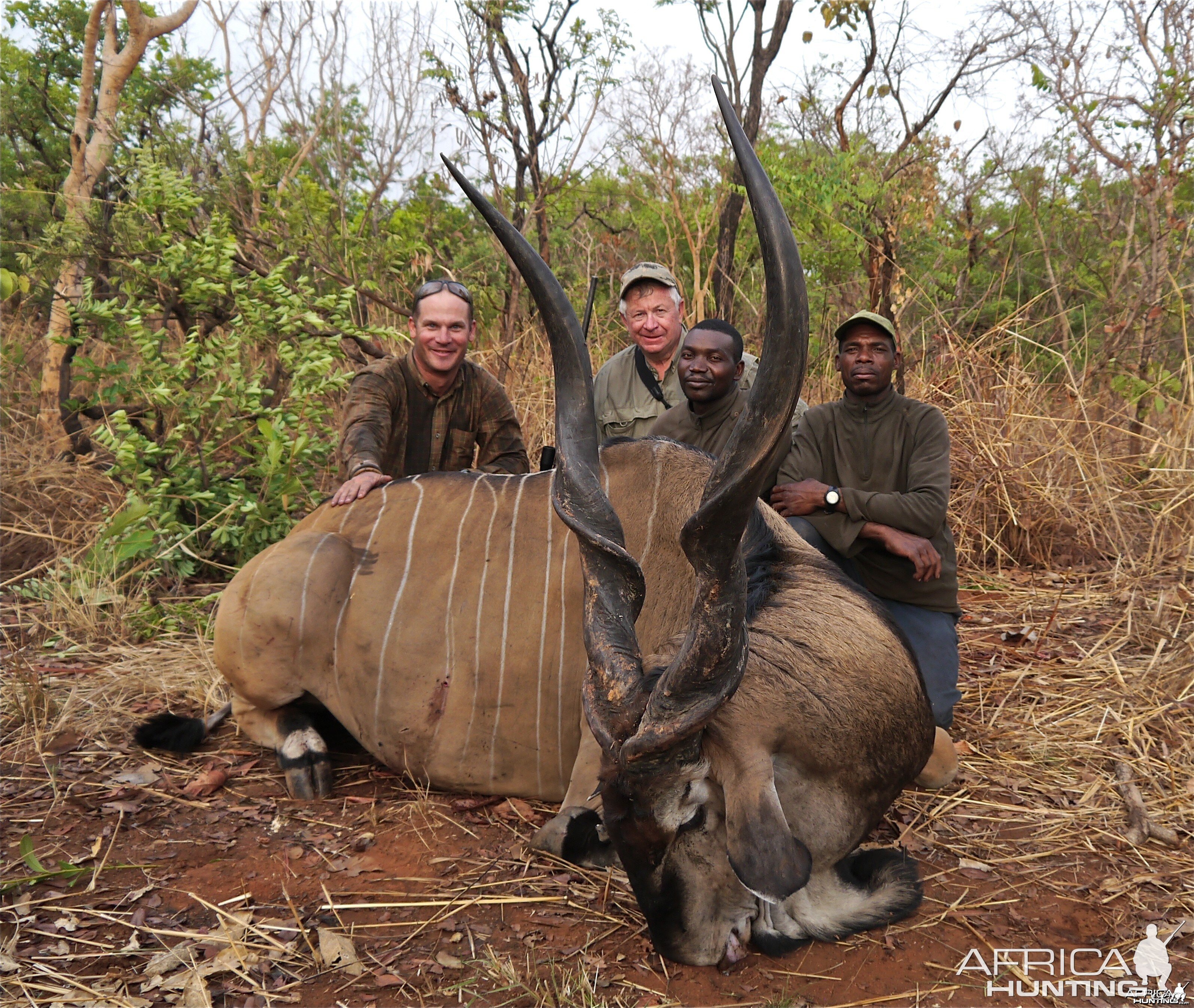 Huge Lord Derby Eland hunted in CAR with PH Francois Guillet
