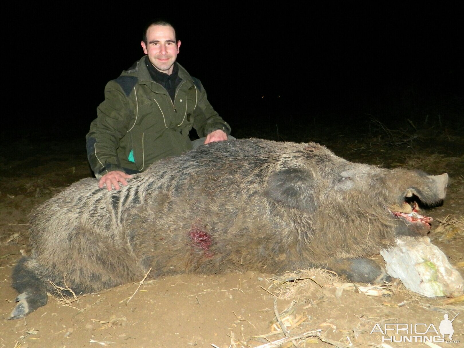 Huge Size Turkish Wild Boar