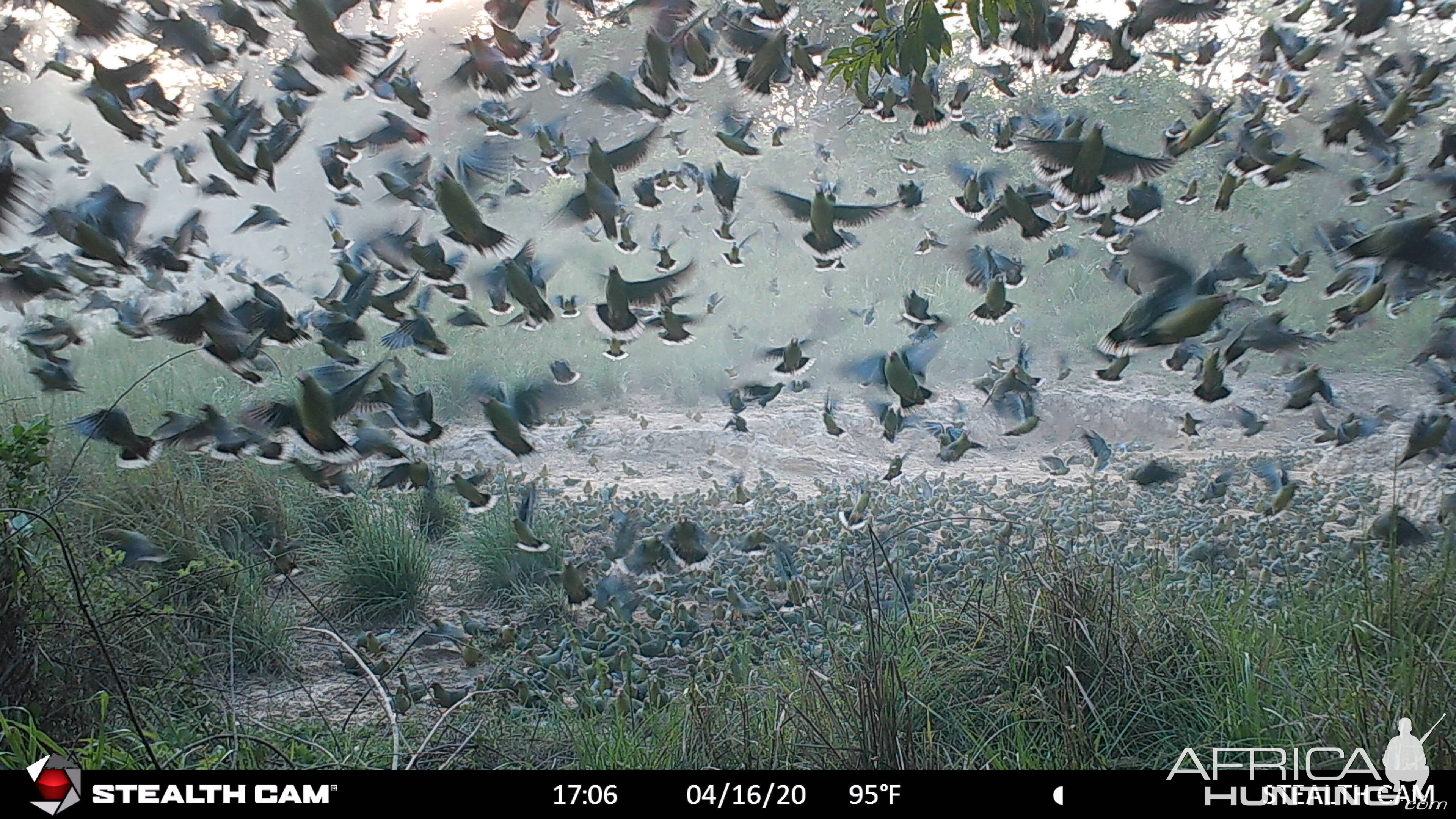 Hundreds of African Green Pigeon