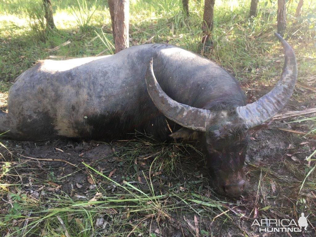 Hunt 108" Inch Asiatic Water Buffalo in Australia