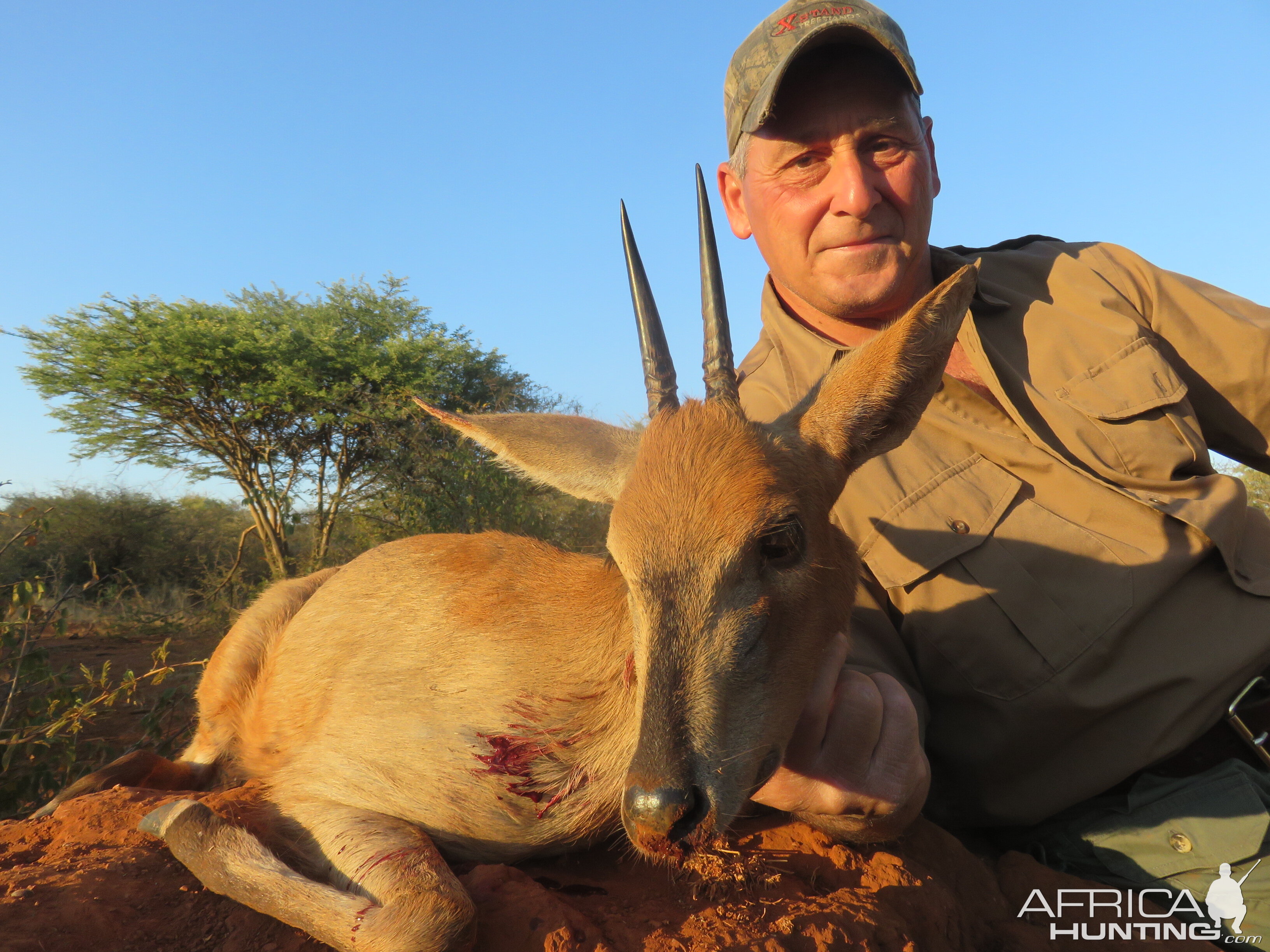 Hunt 5" Inch Duiker in Namibia