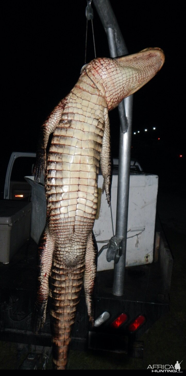 Hunt Alligator in Florida USA