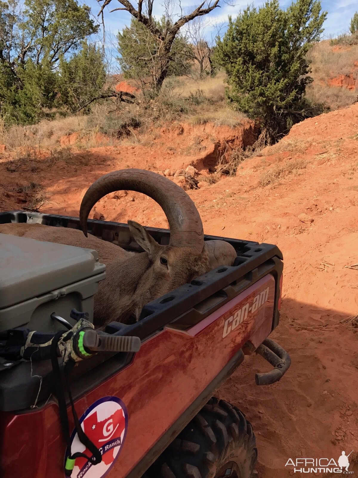 Hunt Aoudad in Texas