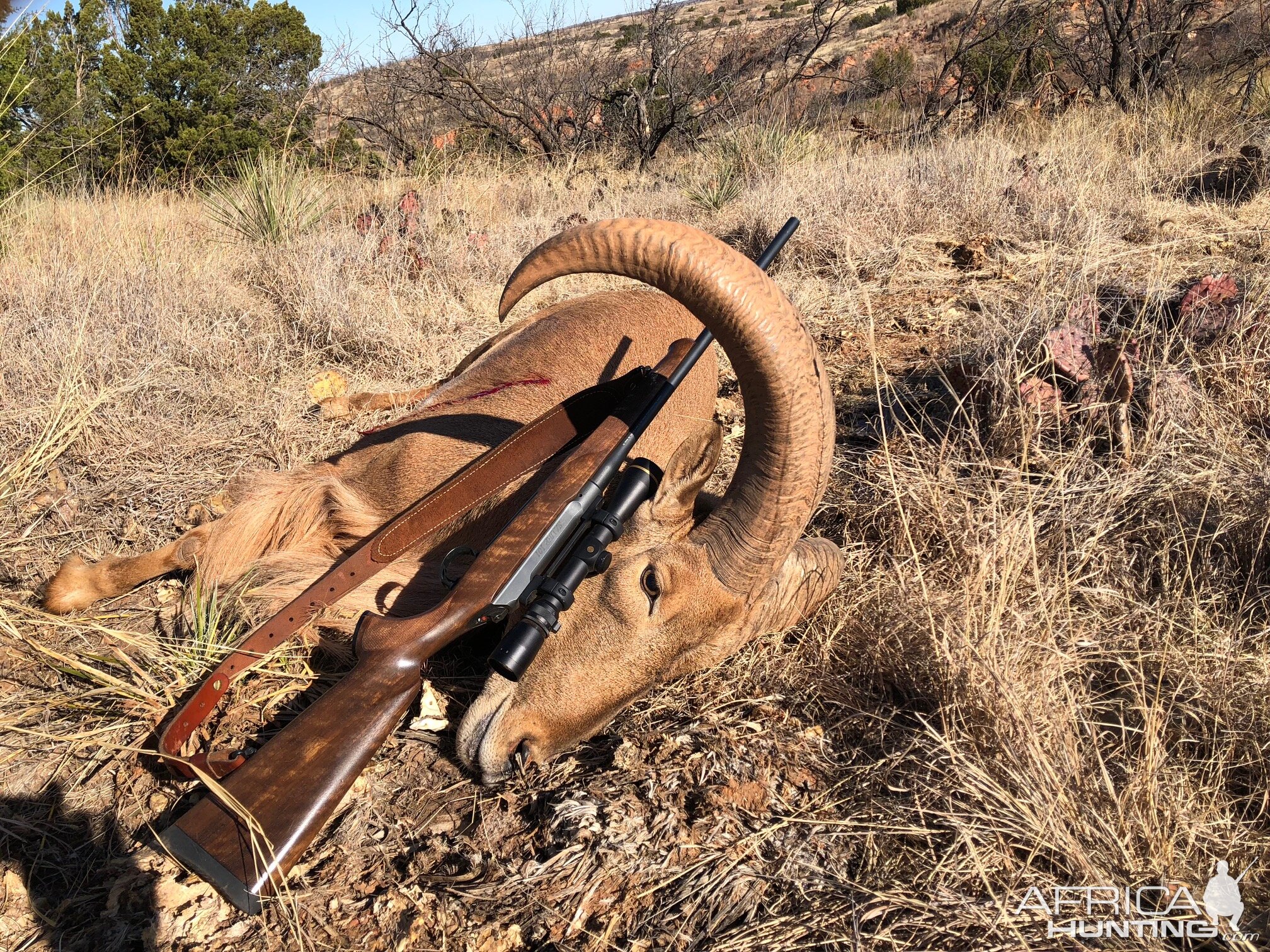 Hunt Aoudad in Texas