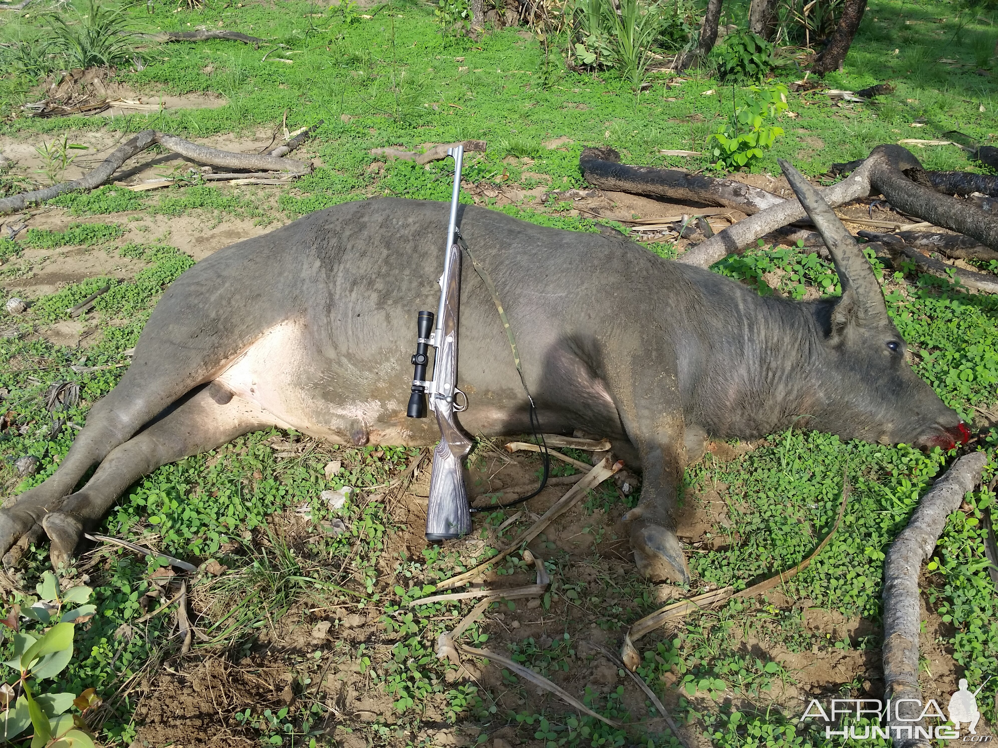 Hunt Asiatic Water Buffalo in Australia