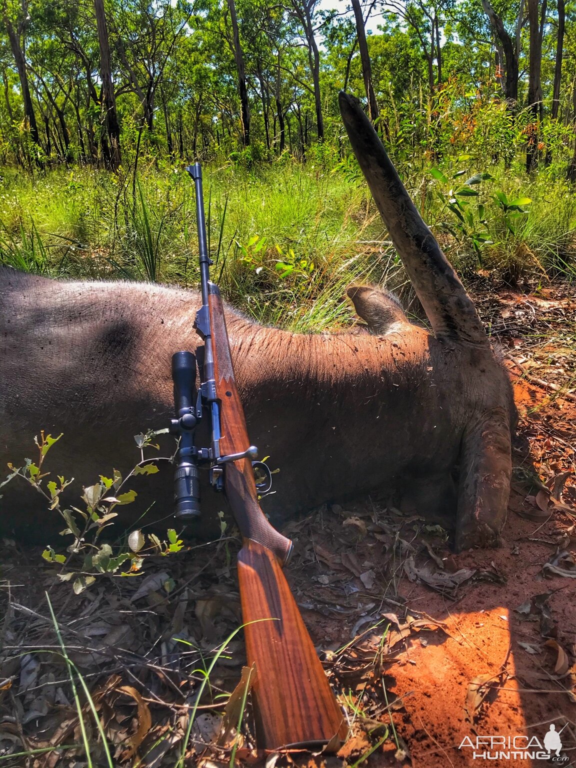 Hunt Asiatic Water Buffalo in Australia