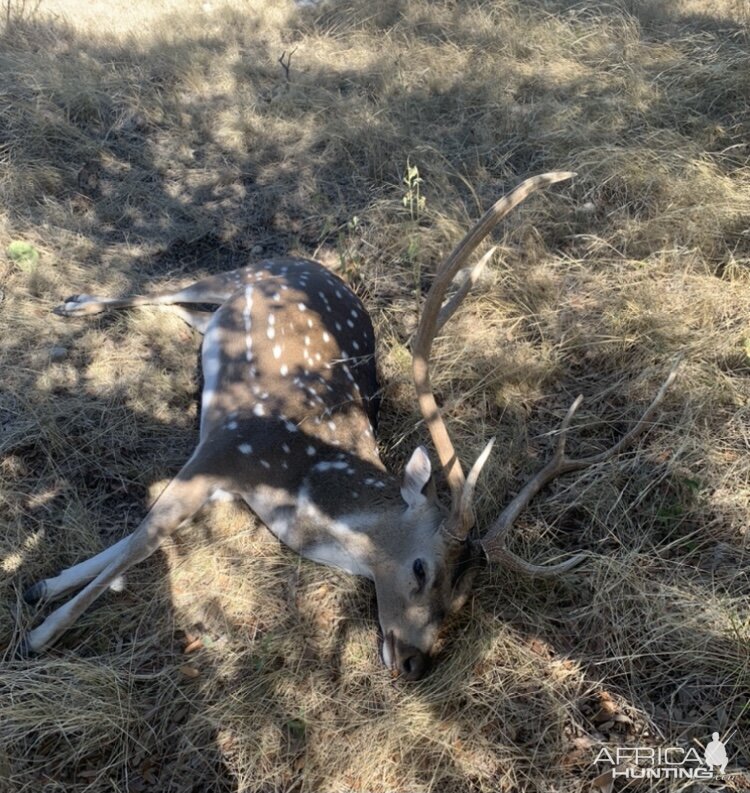 Hunt Axis Deer in Sonora Texas