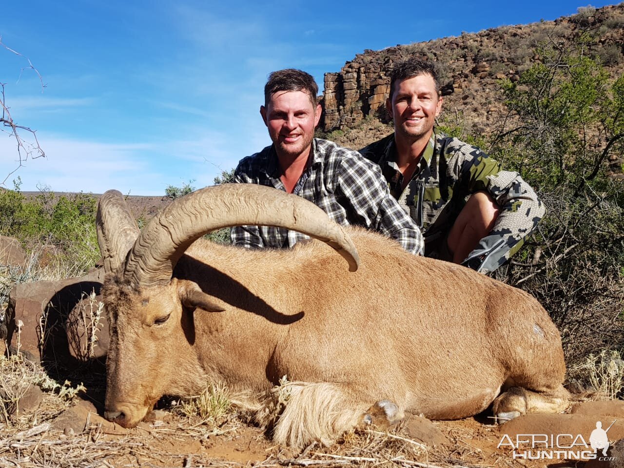 Hunt Barbary Sheep in South Africa