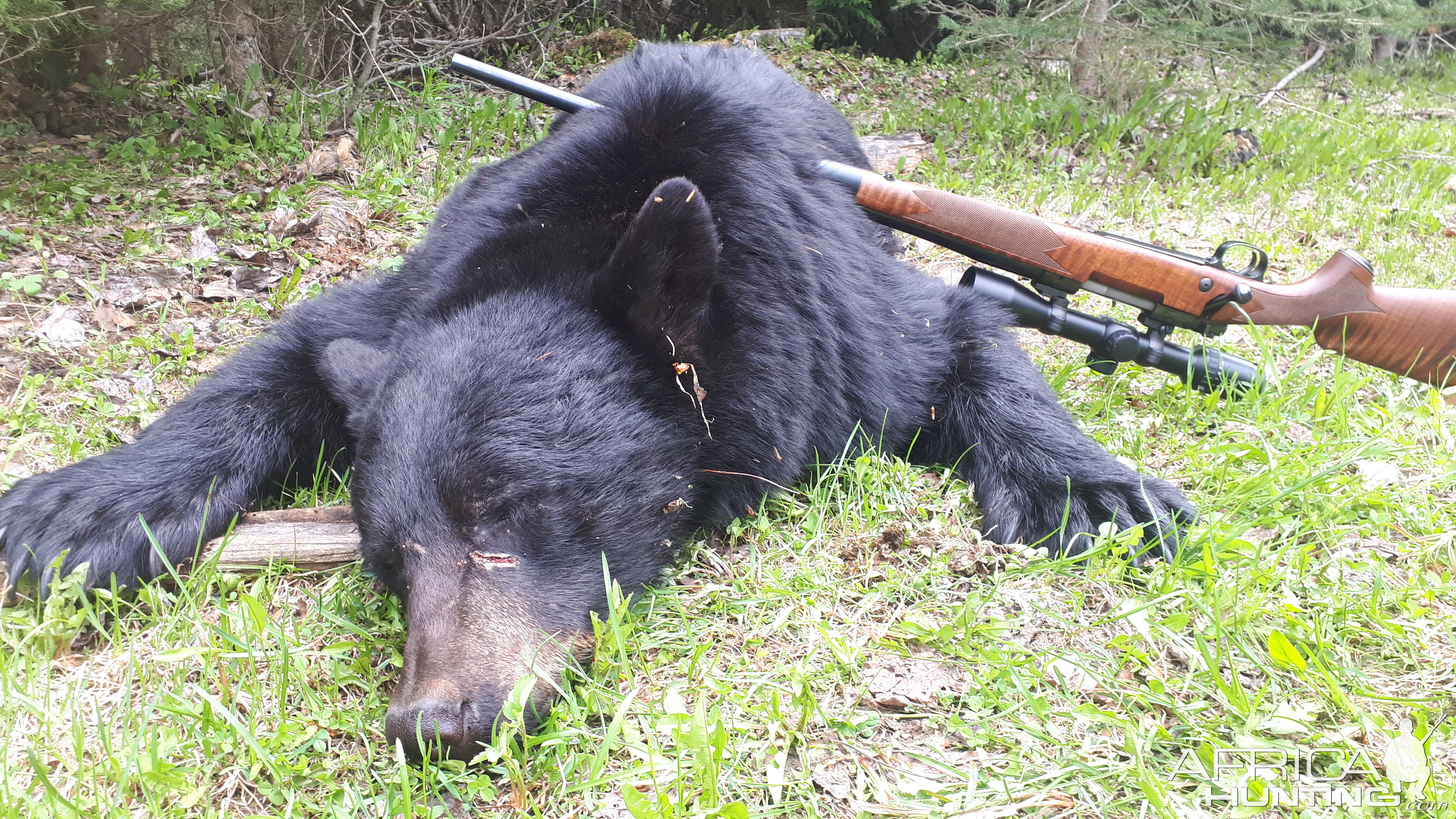 Hunt Bear in British Columbia Canada