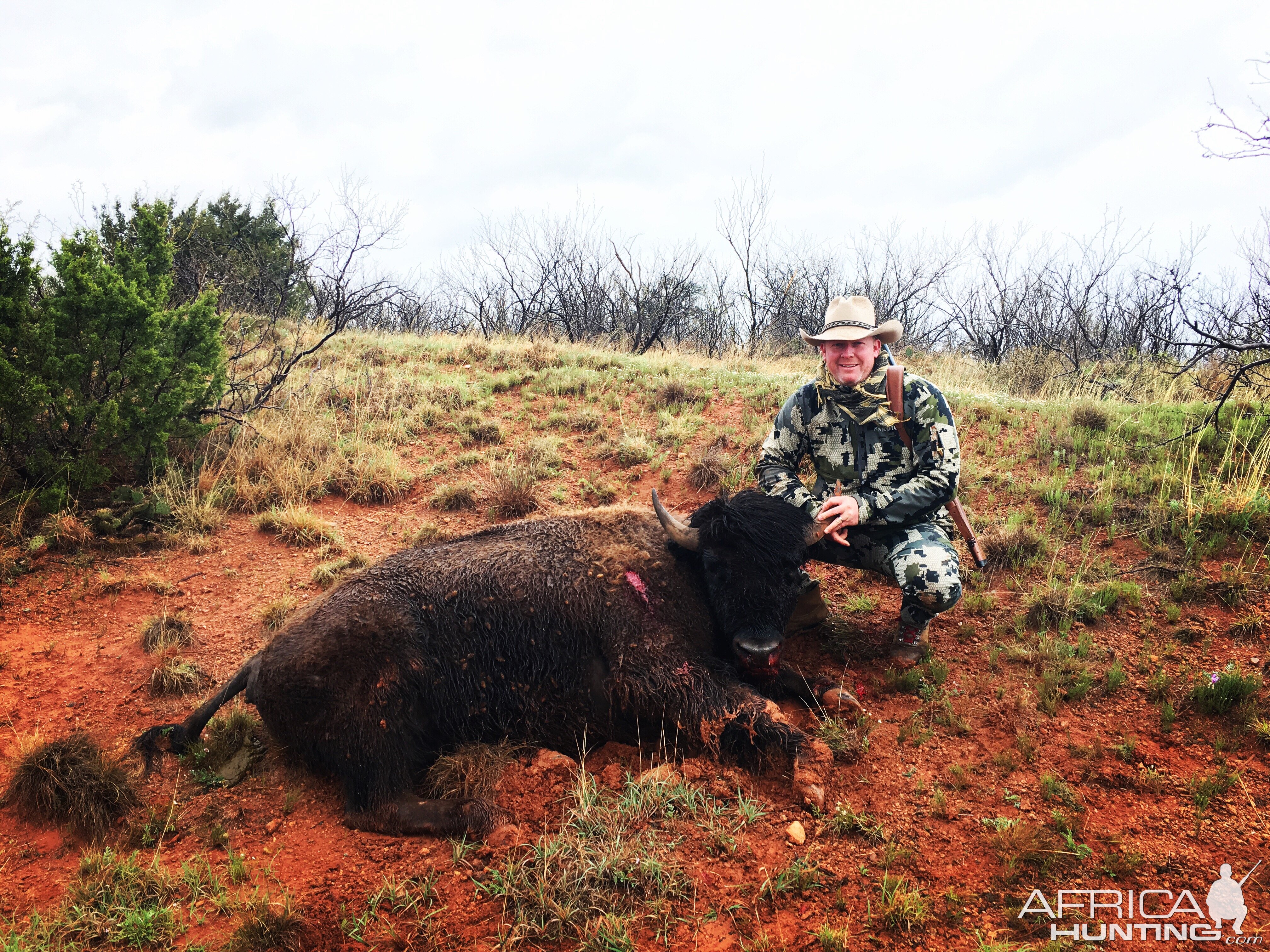 Hunt Bison in Texas USA