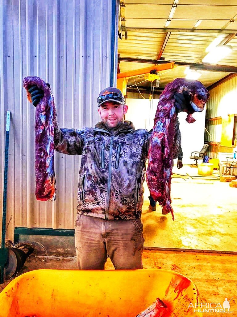 Hunt Bison in Texas USA