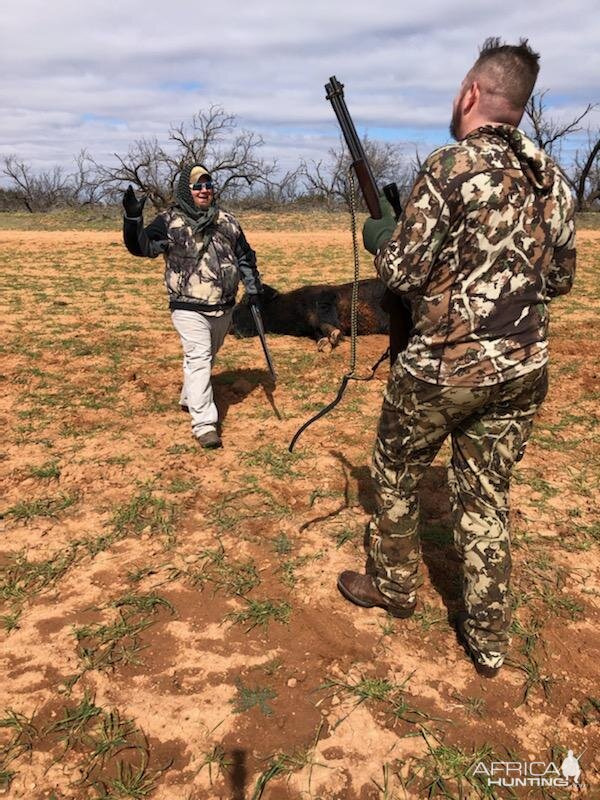 Hunt Bison in Texas USA