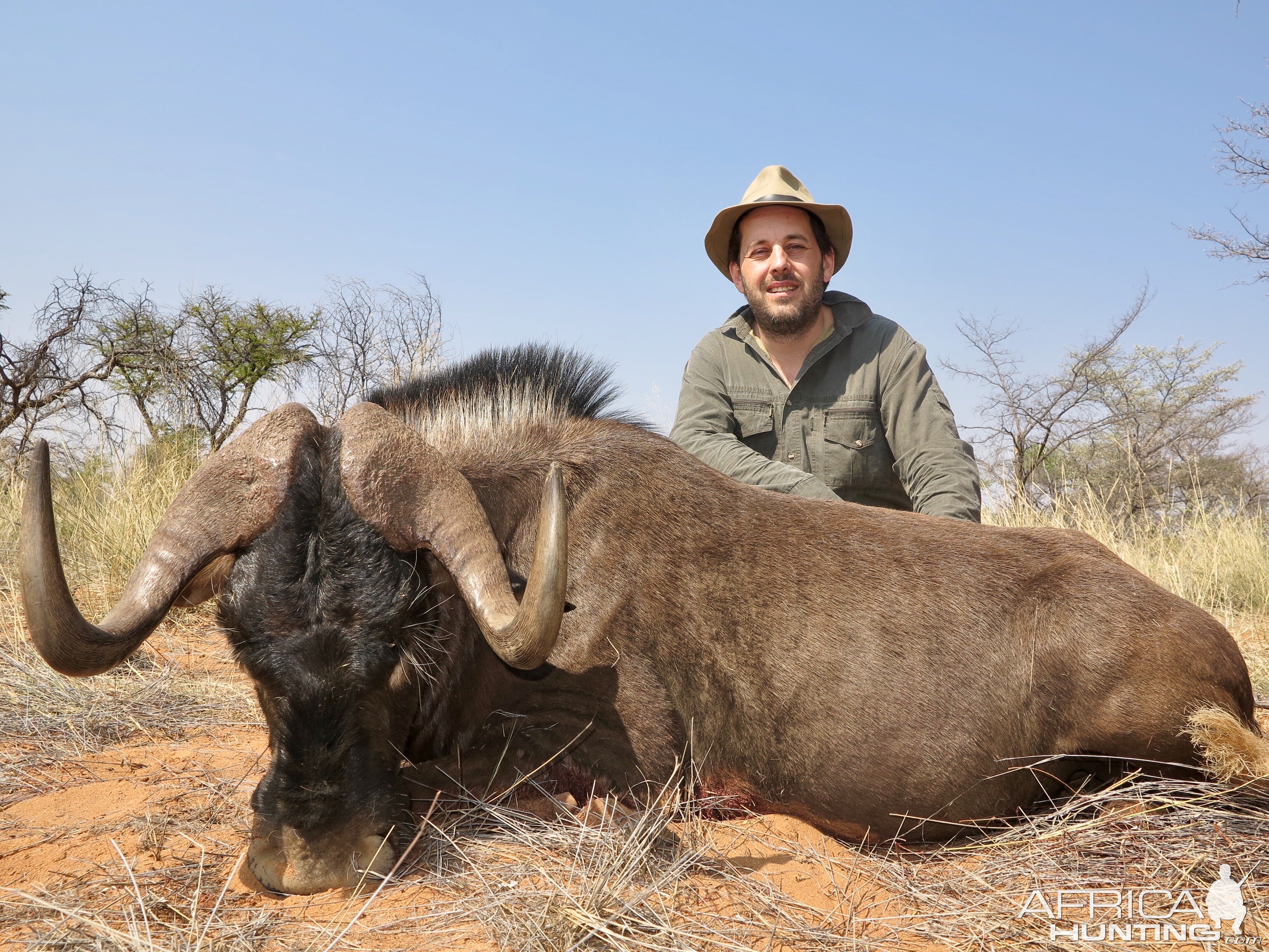 Hunt Black Wildebeest in Namibia