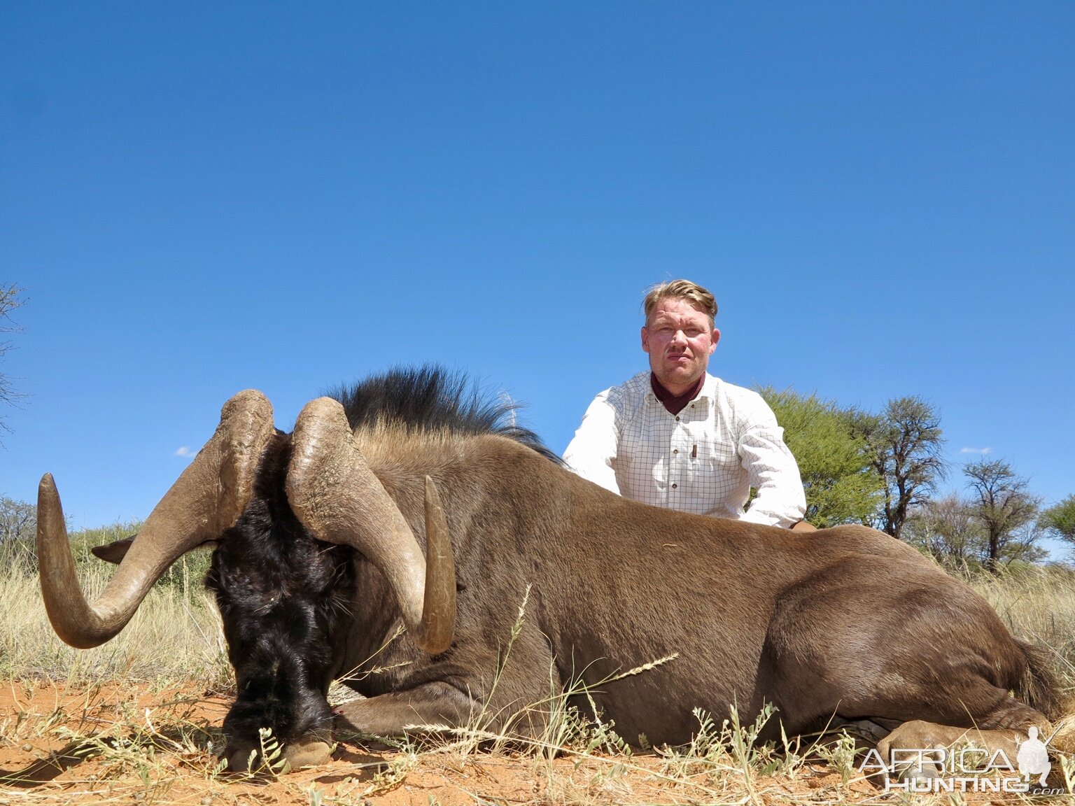 Hunt Black Wildebeest in Namibia