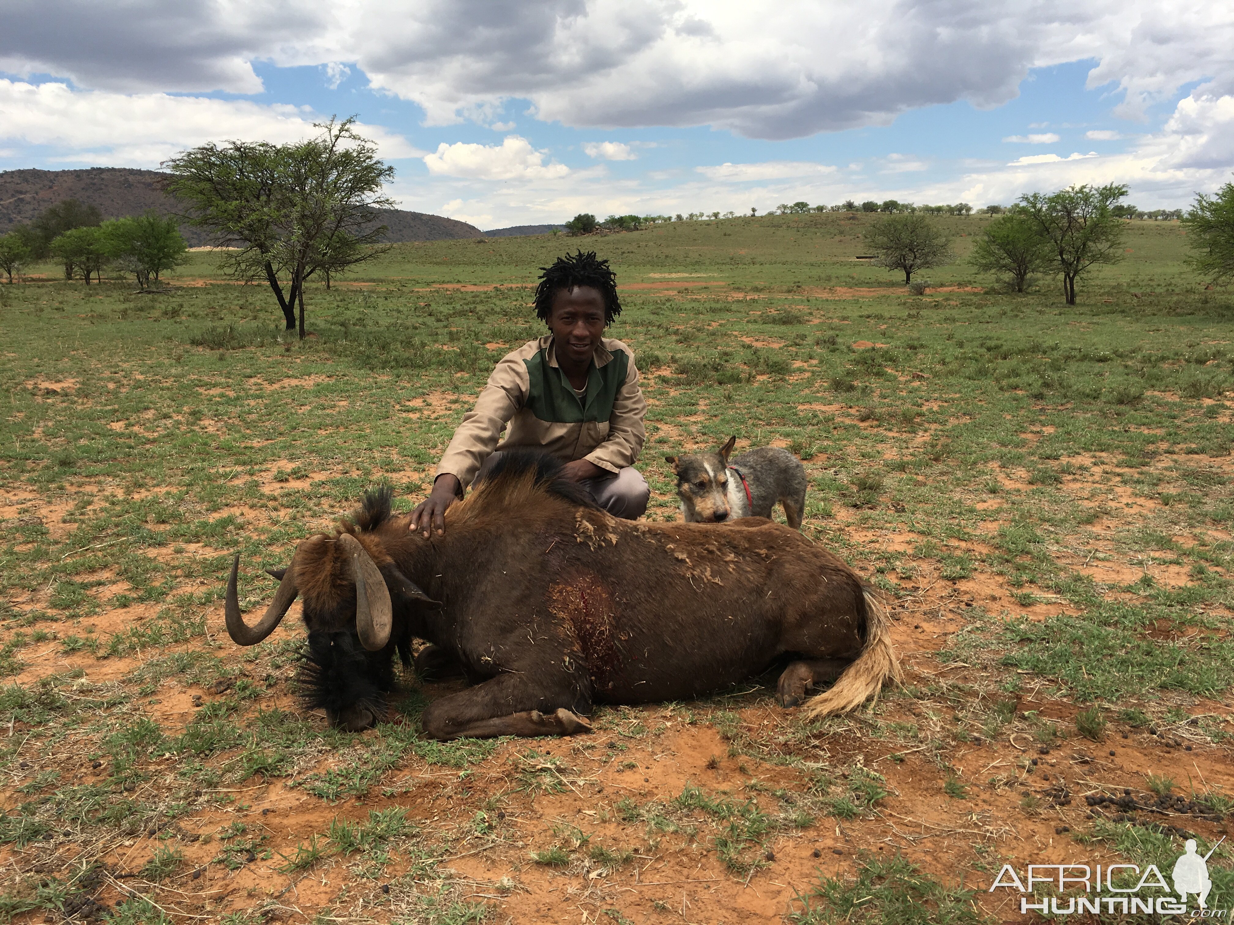 Hunt Black Wildebeest in South Africa