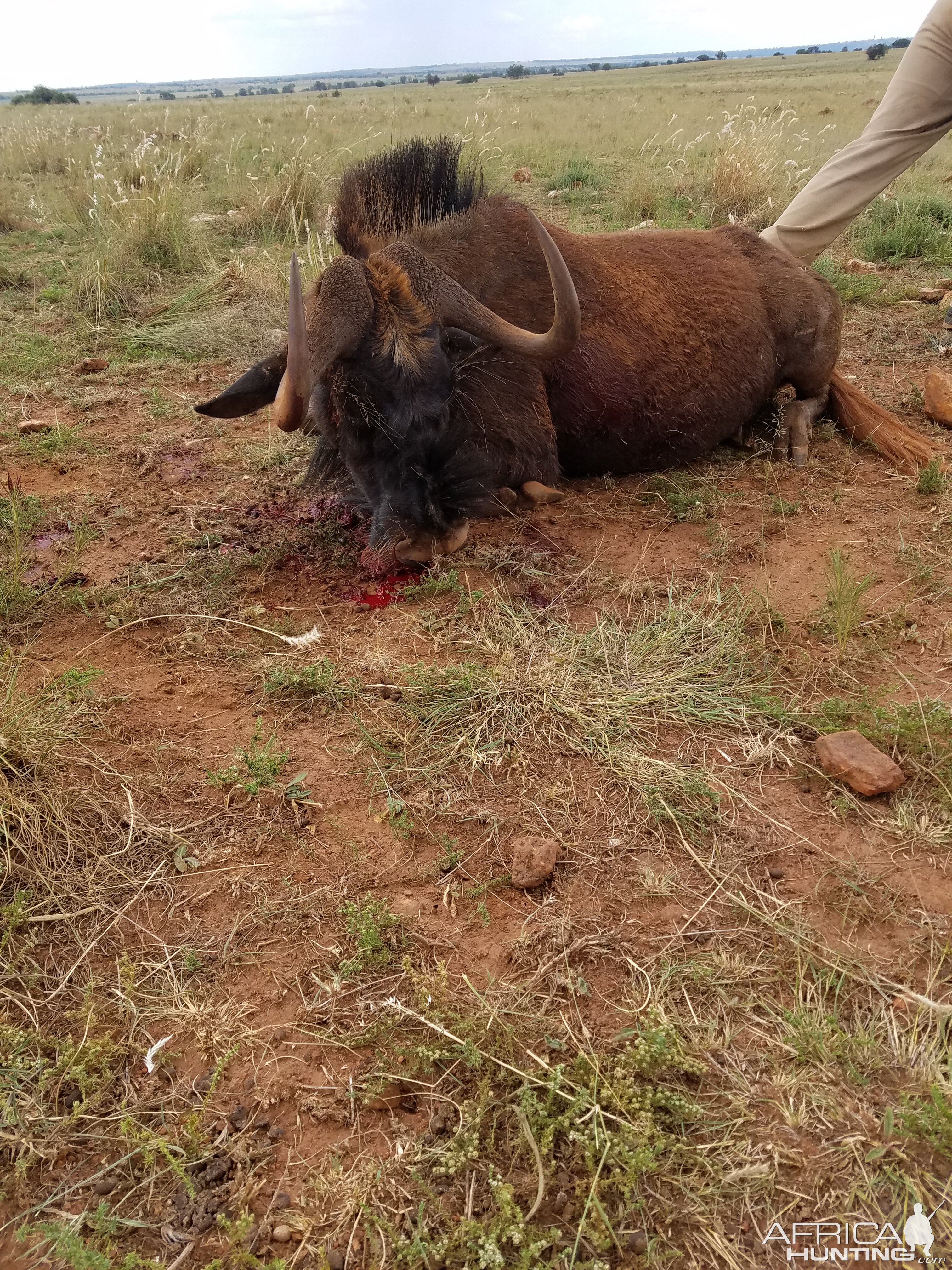 Hunt Black WIldebeest in South Africa