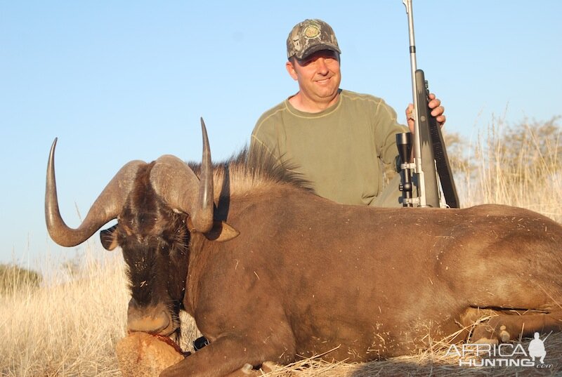 Hunt Black Wildebeest Nambia