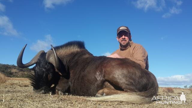 Hunt Black Wildebeest