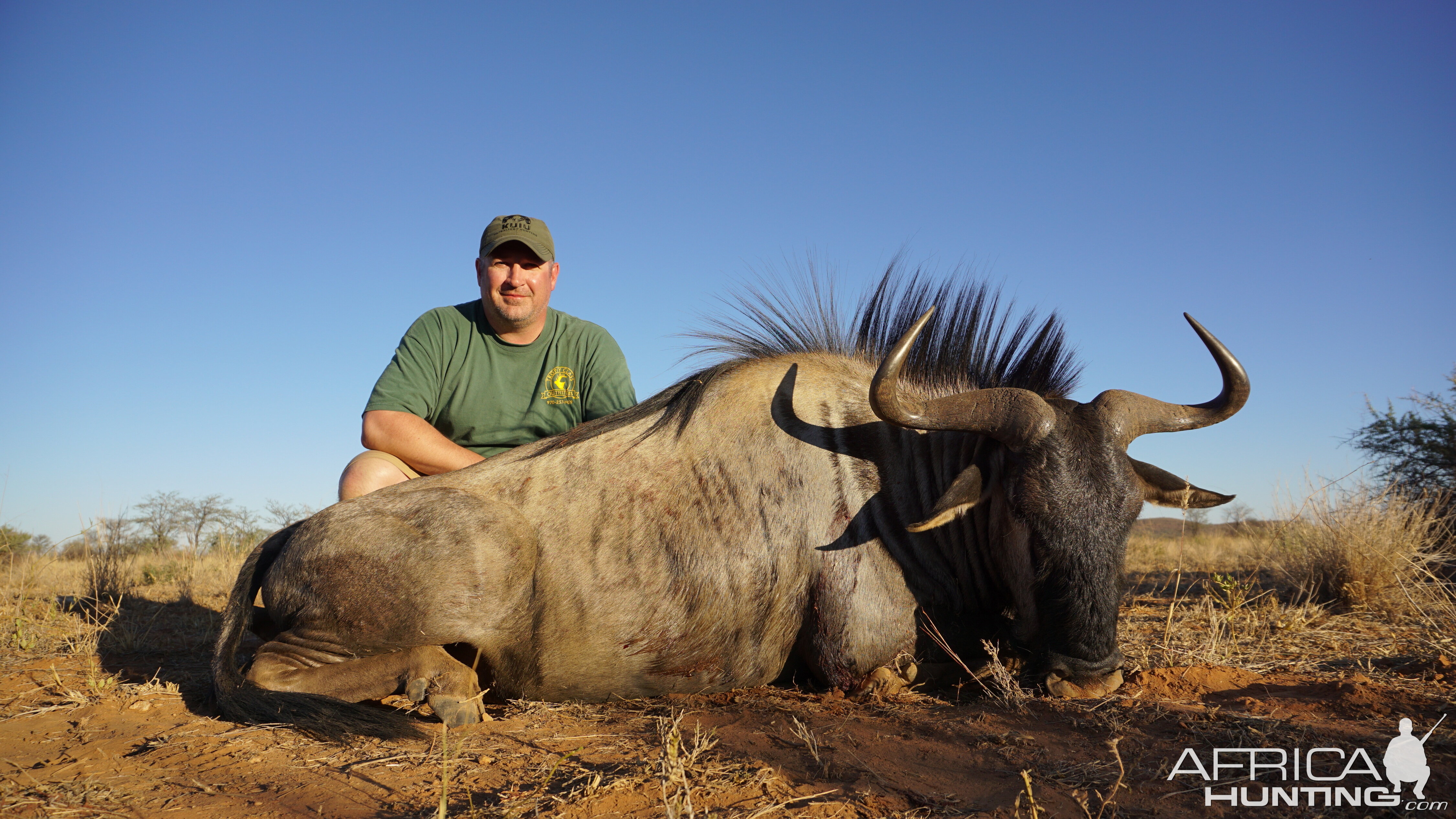 Hunt Blue Wildebeest in Namibia