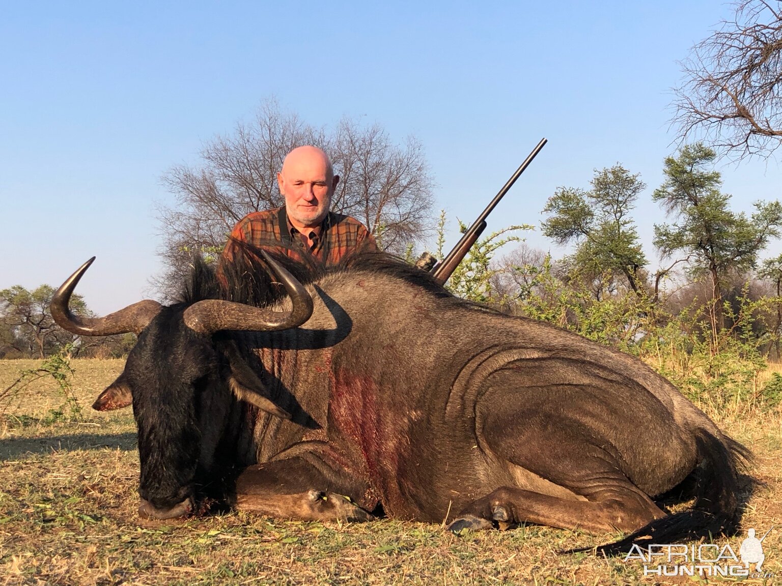 Hunt Blue Wildebeest in Zimbabwe