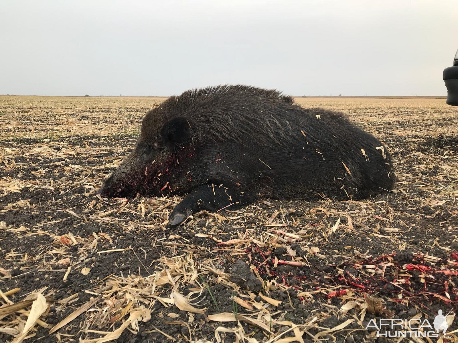 Hunt Boar in Romania