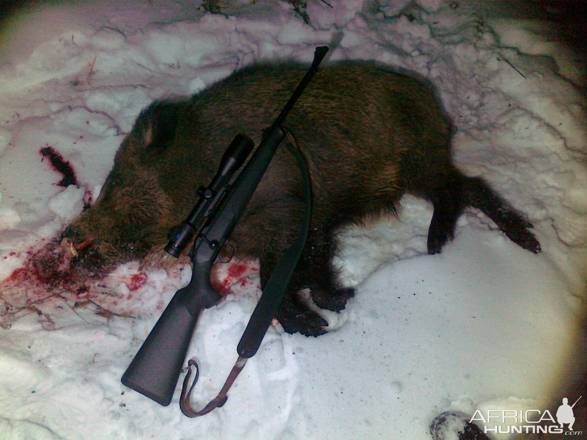 Hunt Boar in Romania