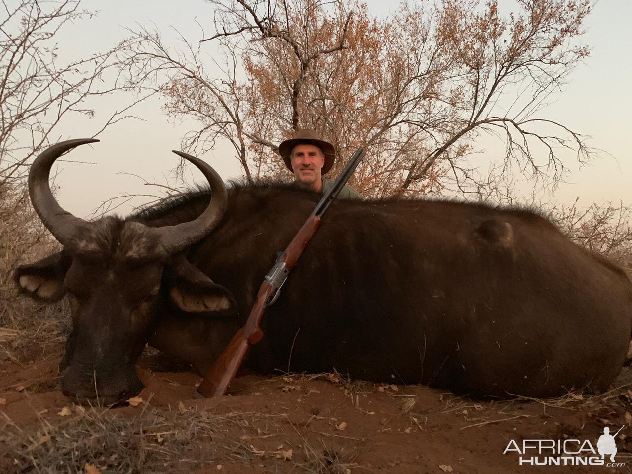 Hunt Buffalo Cow in South Africa