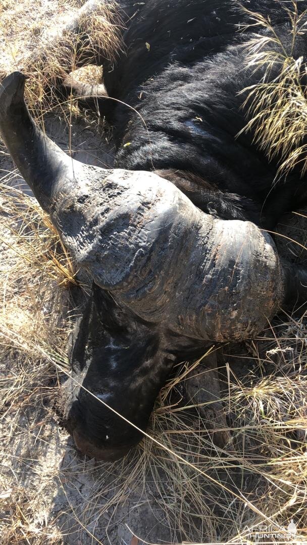 Hunt Buffalo in Namibia