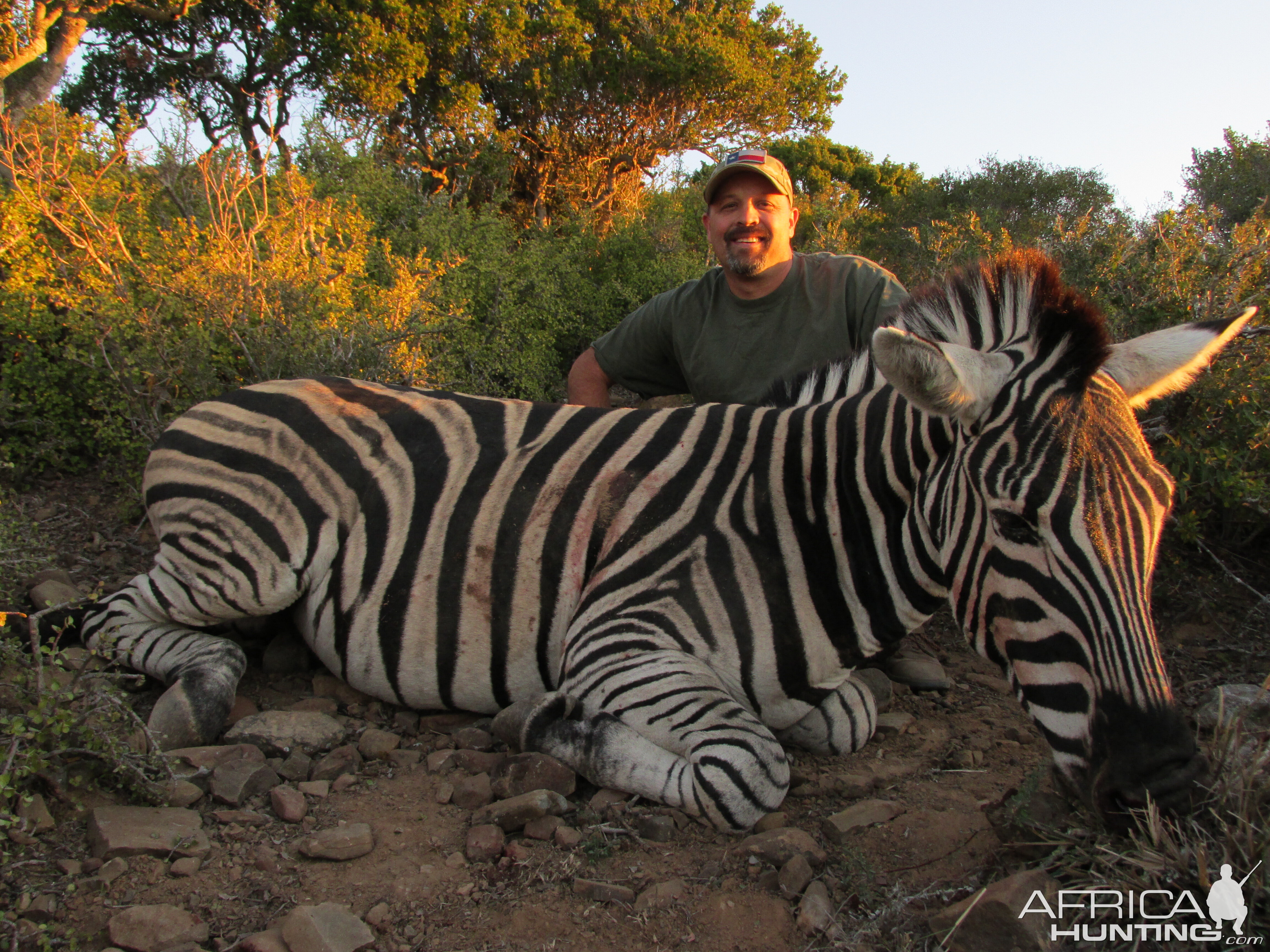 Hunt Burchell’s Plain Zebra in South Africa