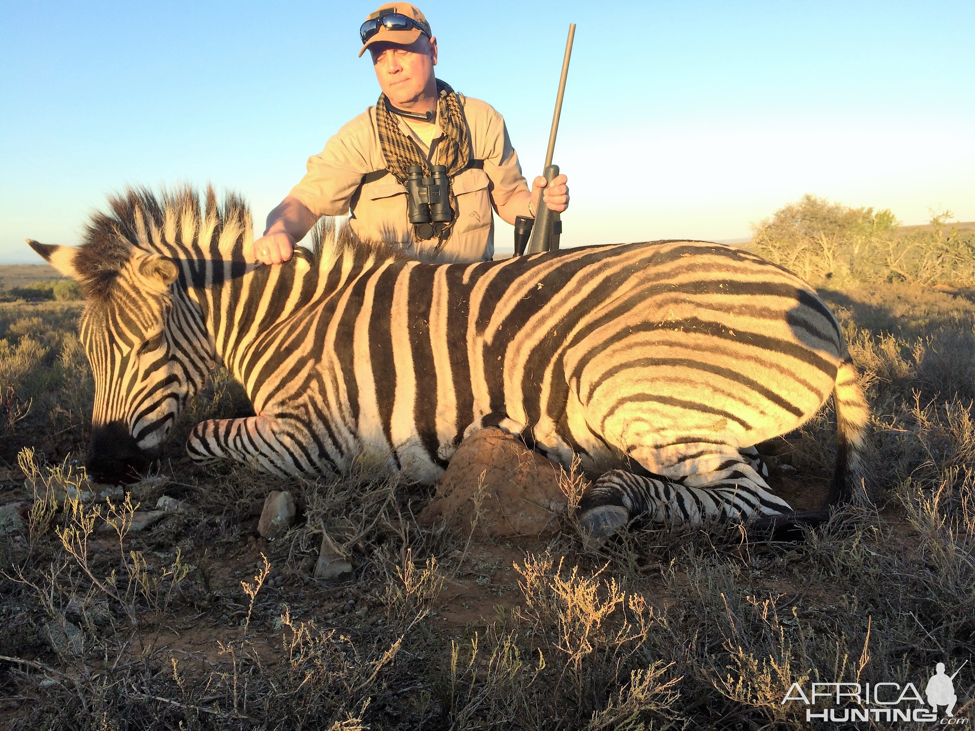 Hunt Burchell’s Plain Zebra in South Africa