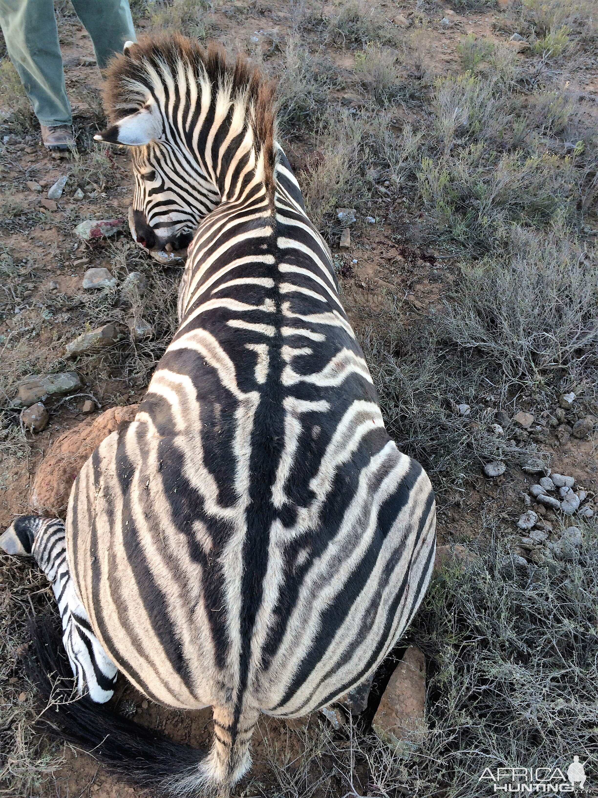 Hunt Burchell’s Plain Zebra in South Africa