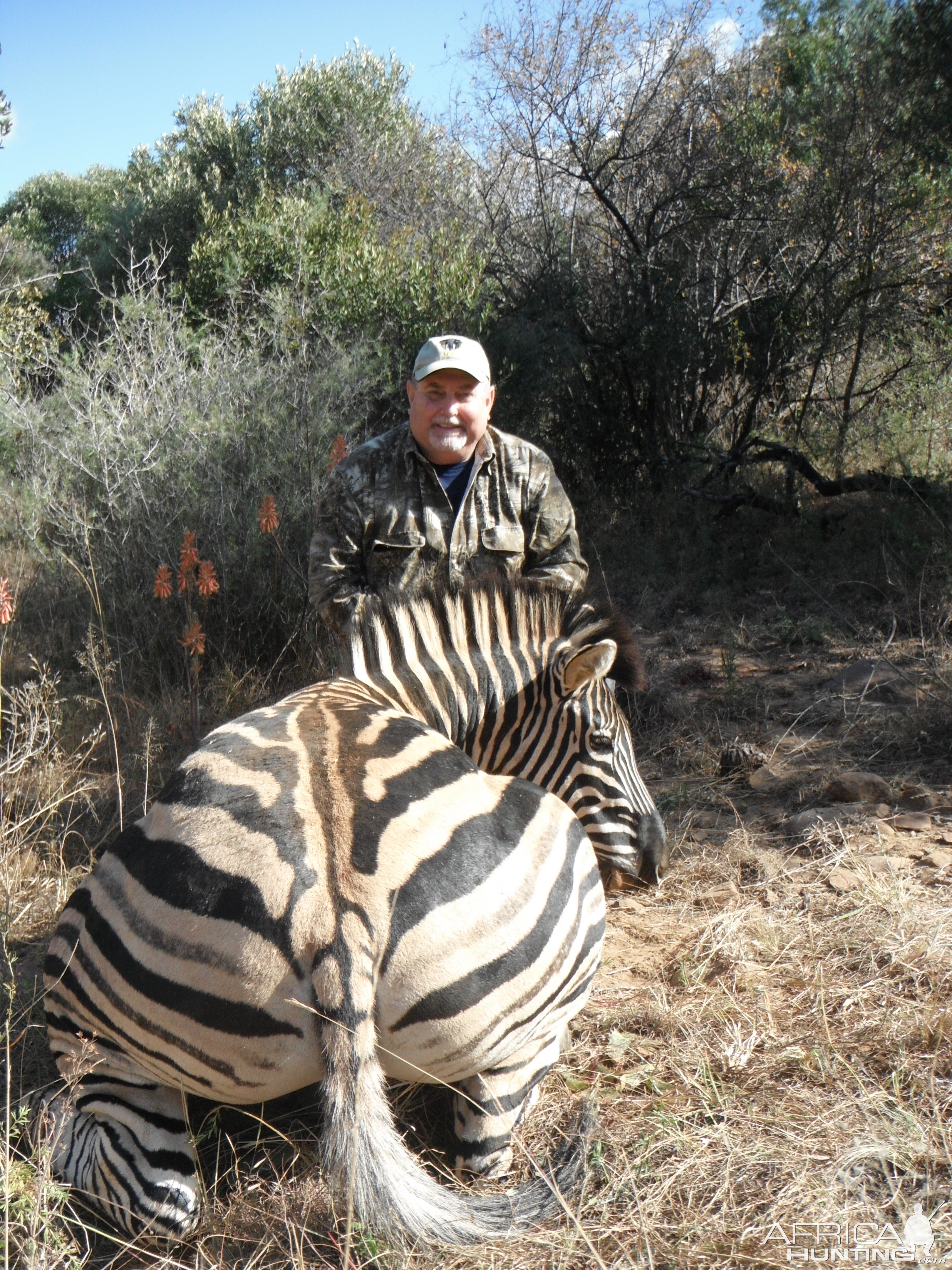 Hunt Burchell's Plain Zebra in South Africa