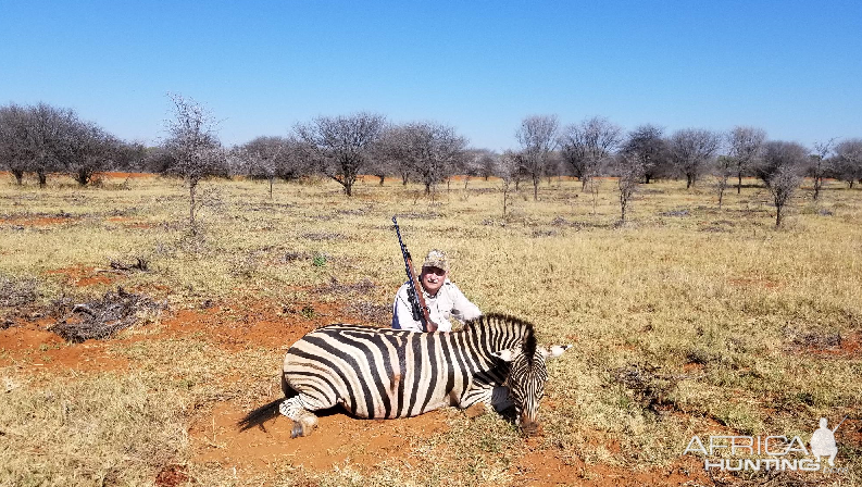 Hunt Burchell's Plain Zebra in South Africa