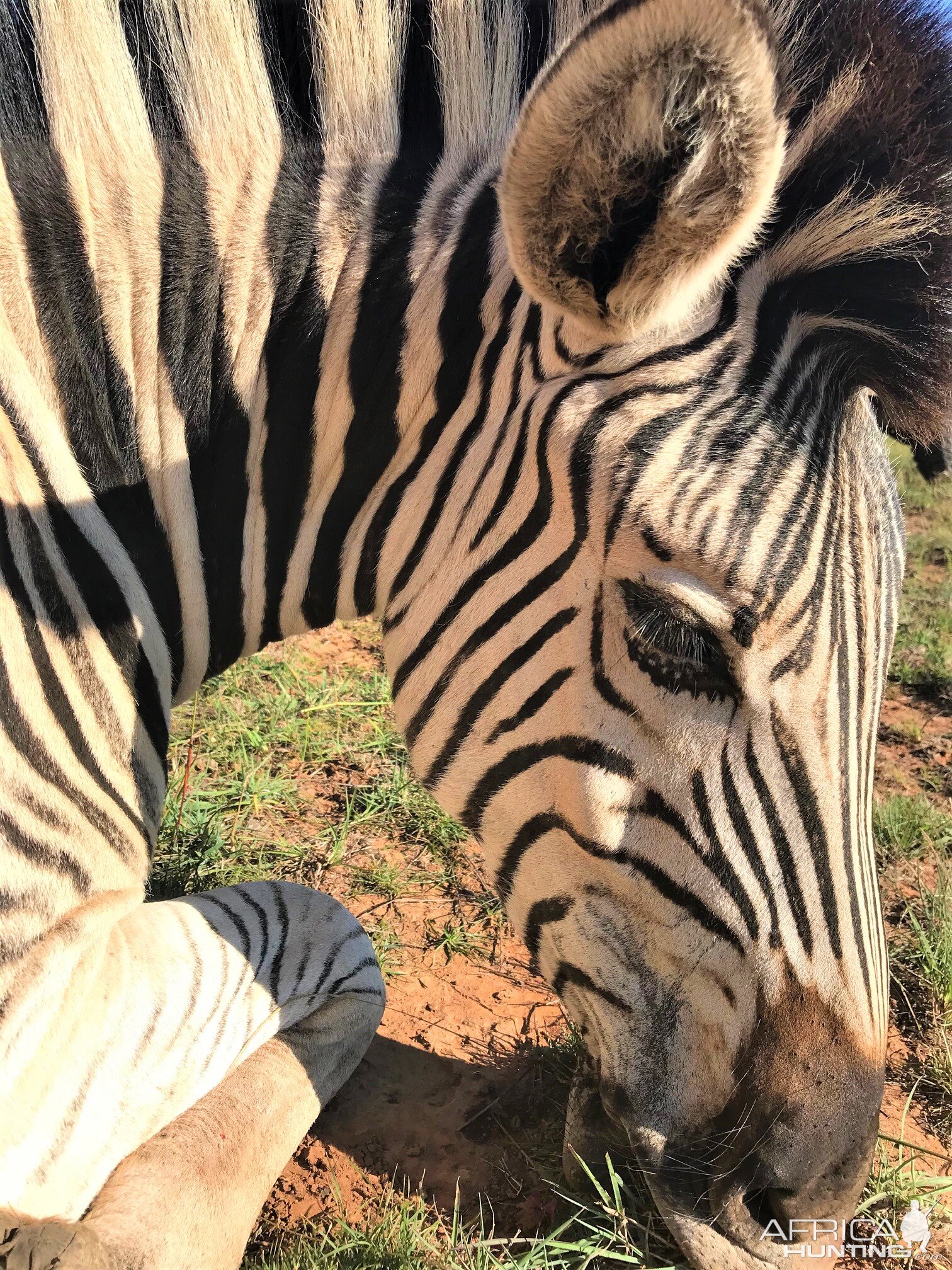 Hunt Burchell's Plain Zebra in South Africa