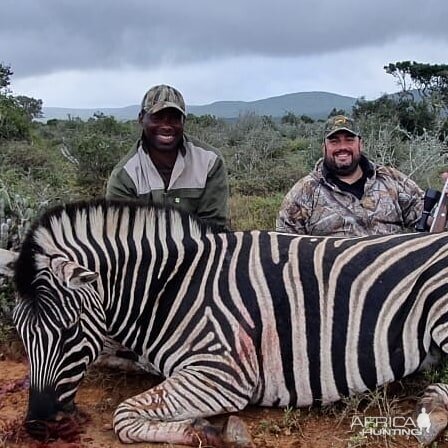 Hunt Burchell's Plain Zebra in South Africa