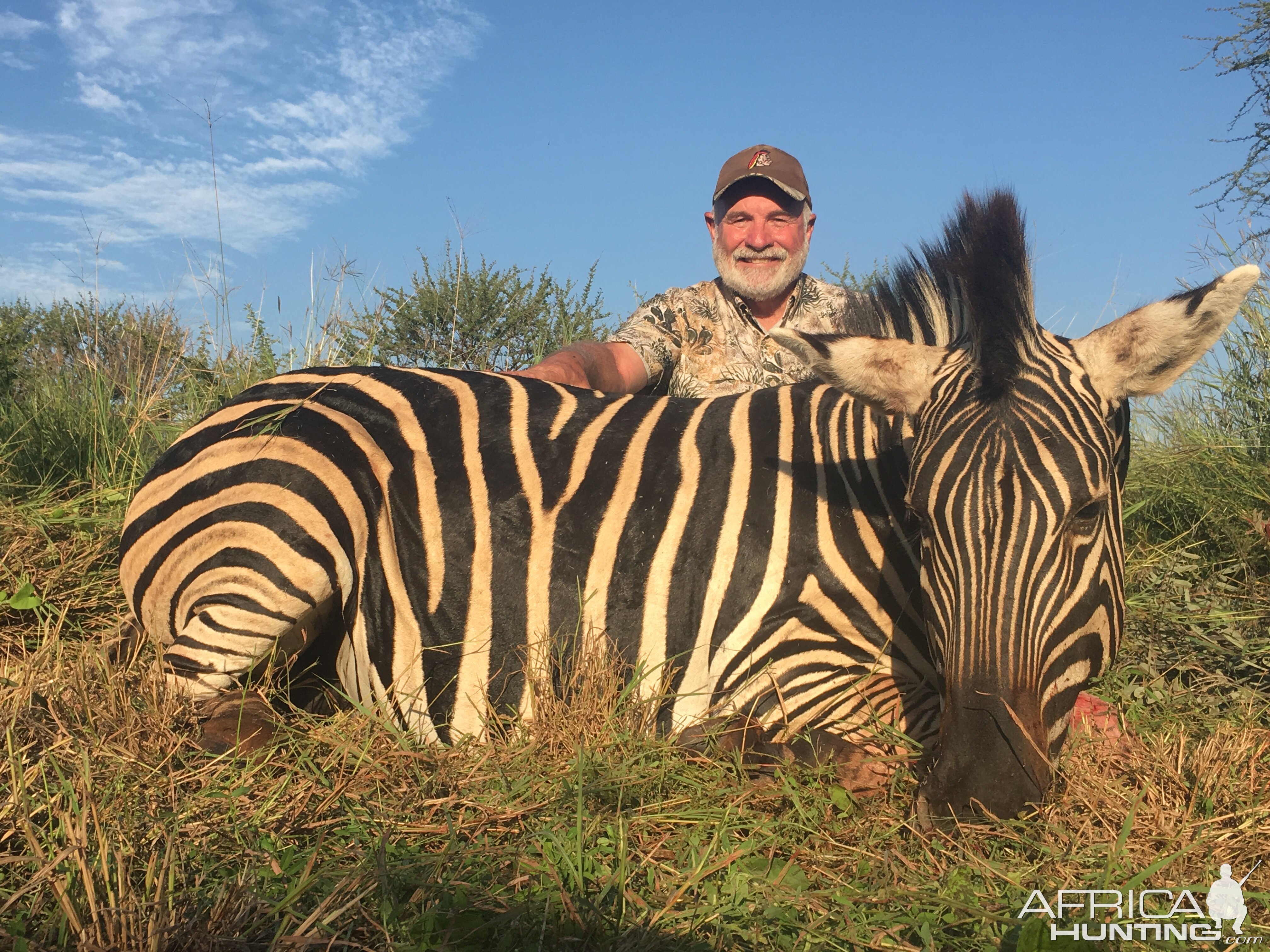 Hunt Burchell's Plain Zebra South Africa