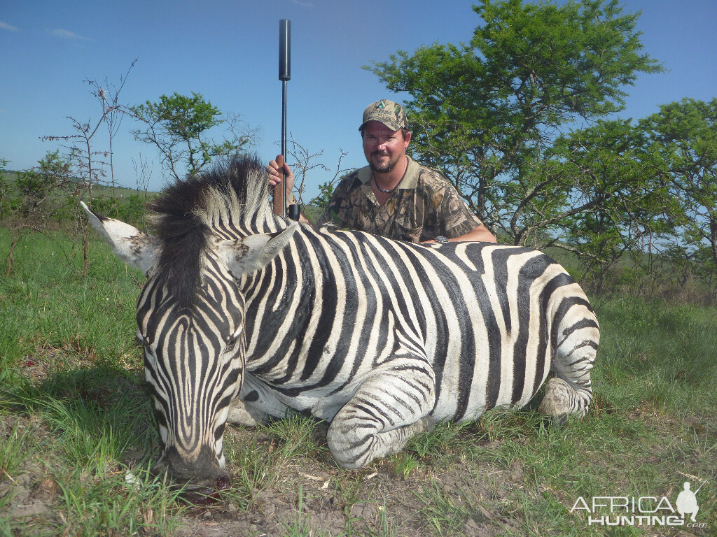 Hunt Burchell's Plain Zebra