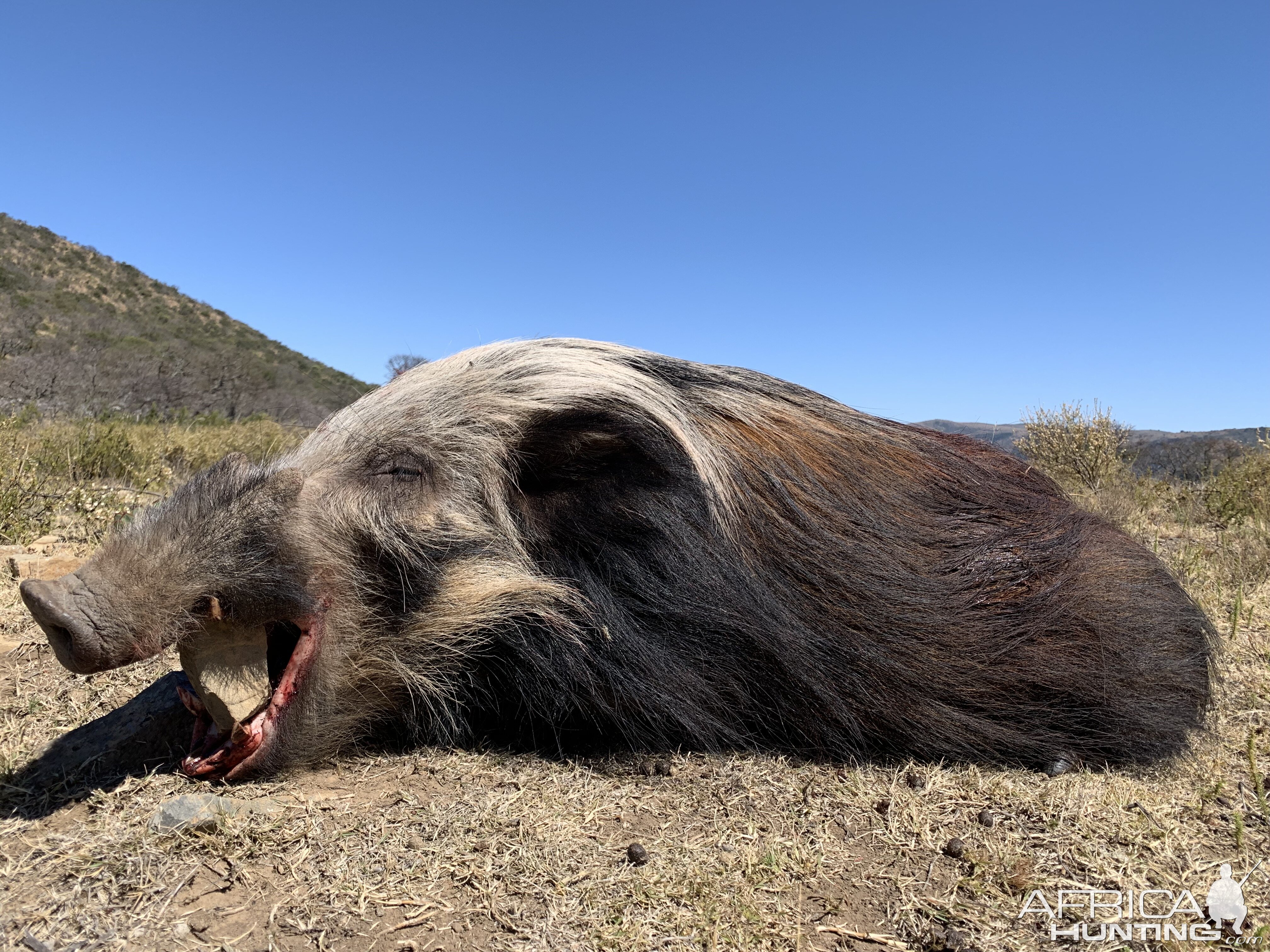 Hunt Bushpig in South Africa