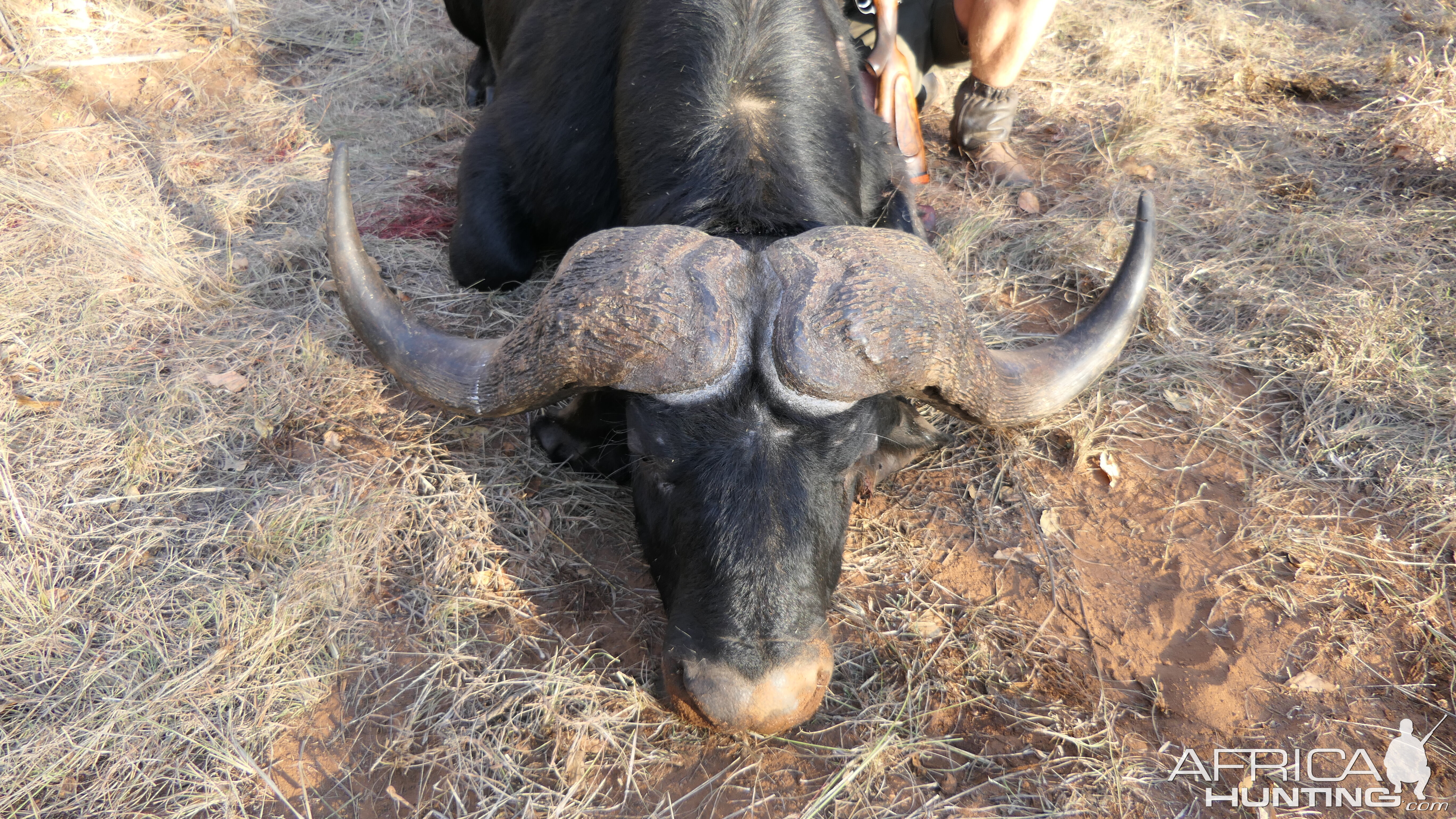 Hunt Cape Buffalo in South Africa