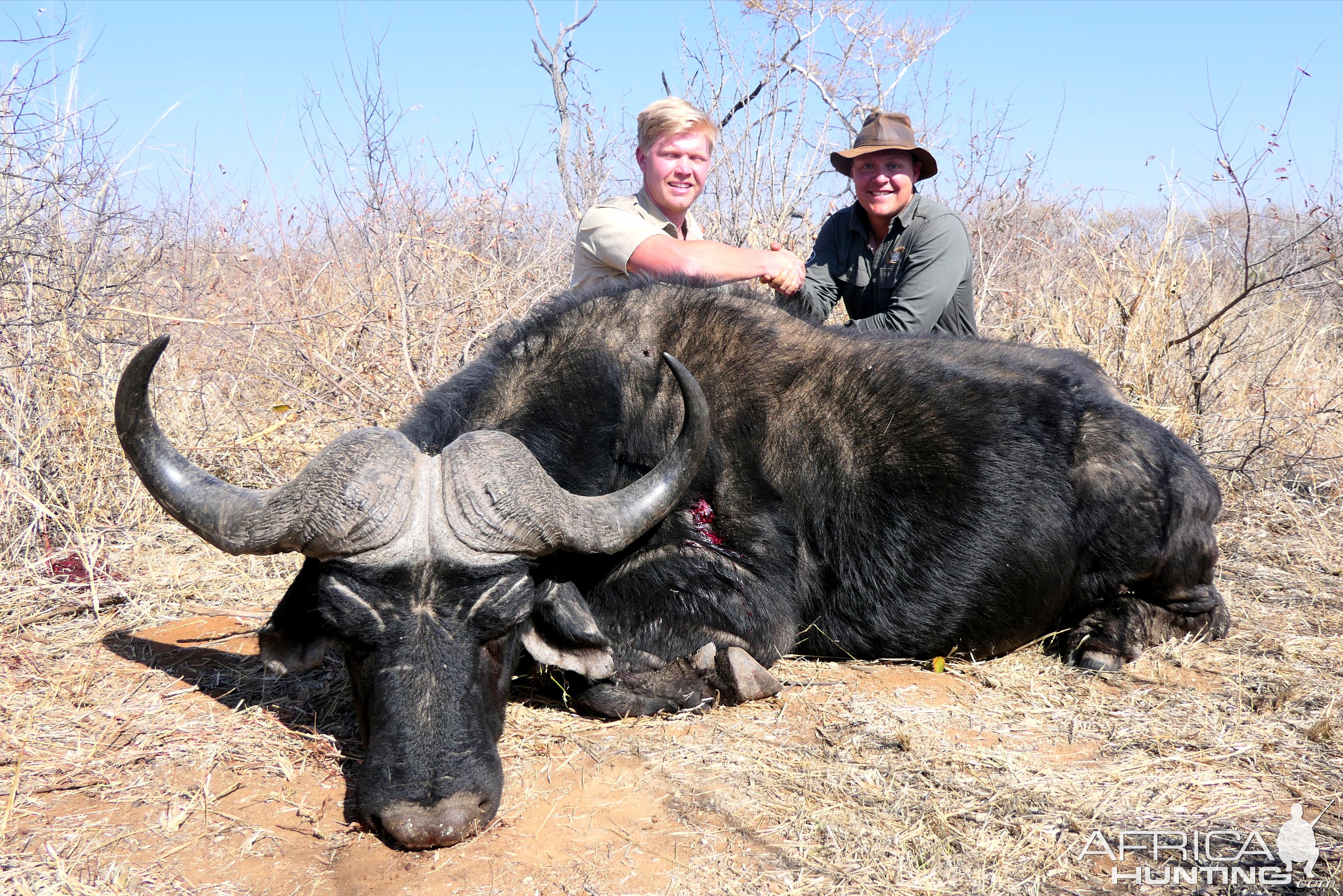 Hunt Cape Buffalo in South Africa